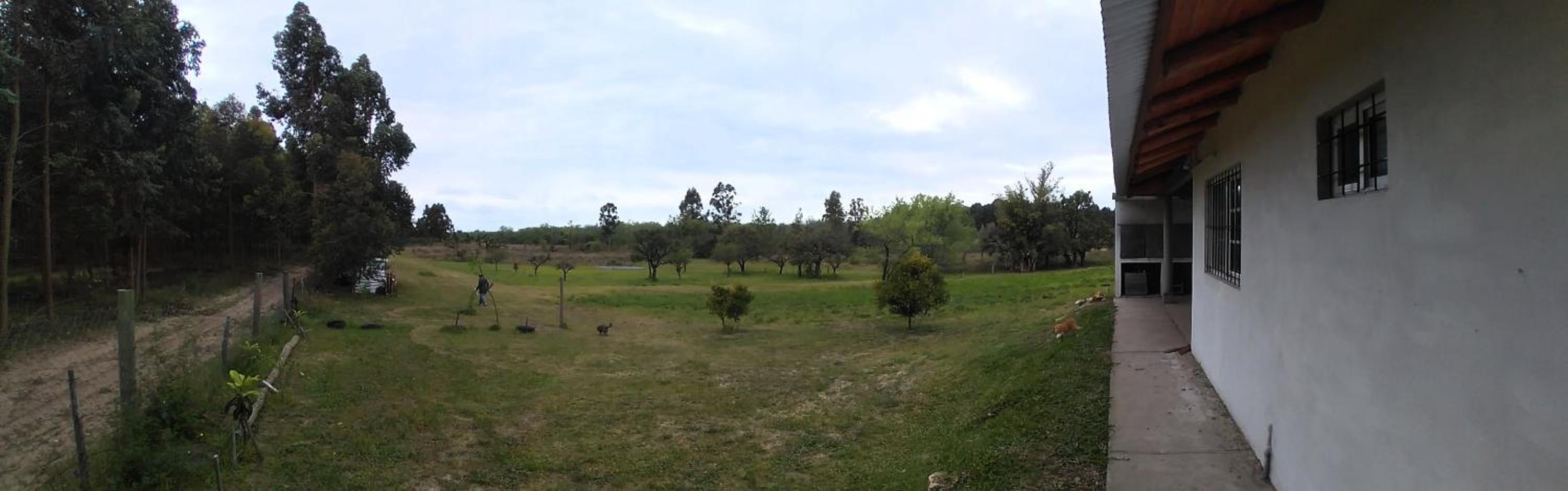 Los Agapantos
