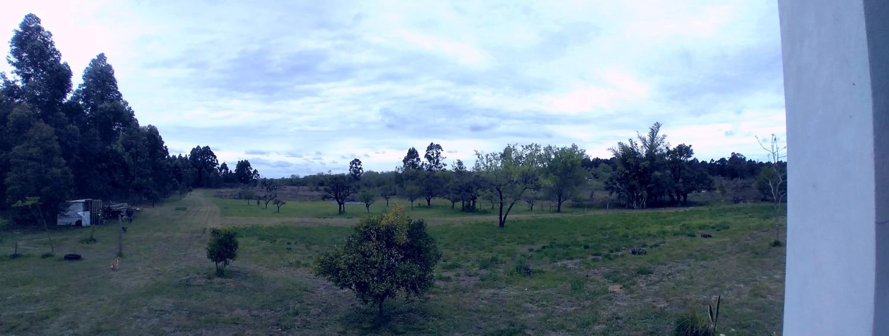 Los Agapantos