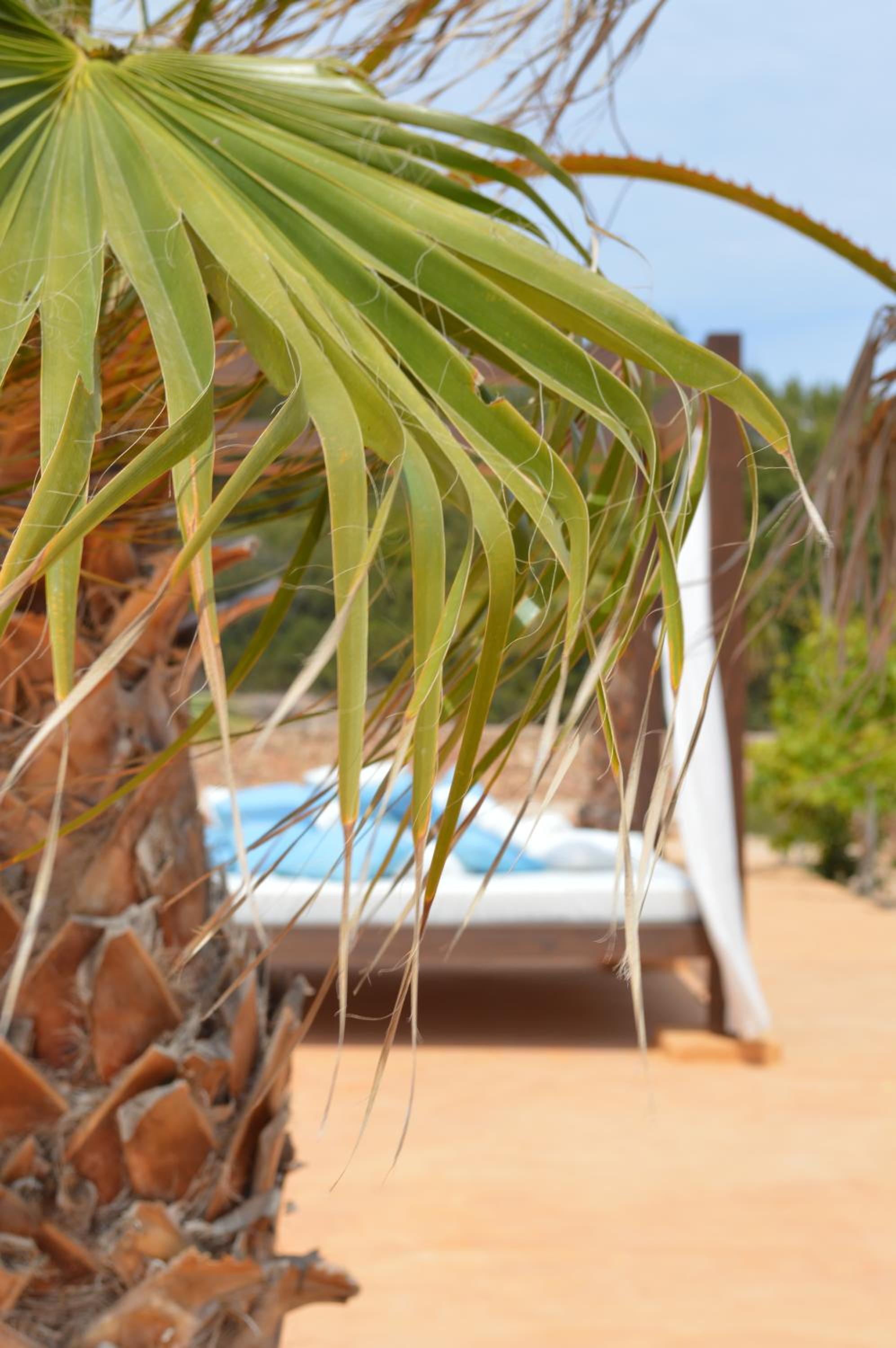 Es Pas Formentera Agroturismo