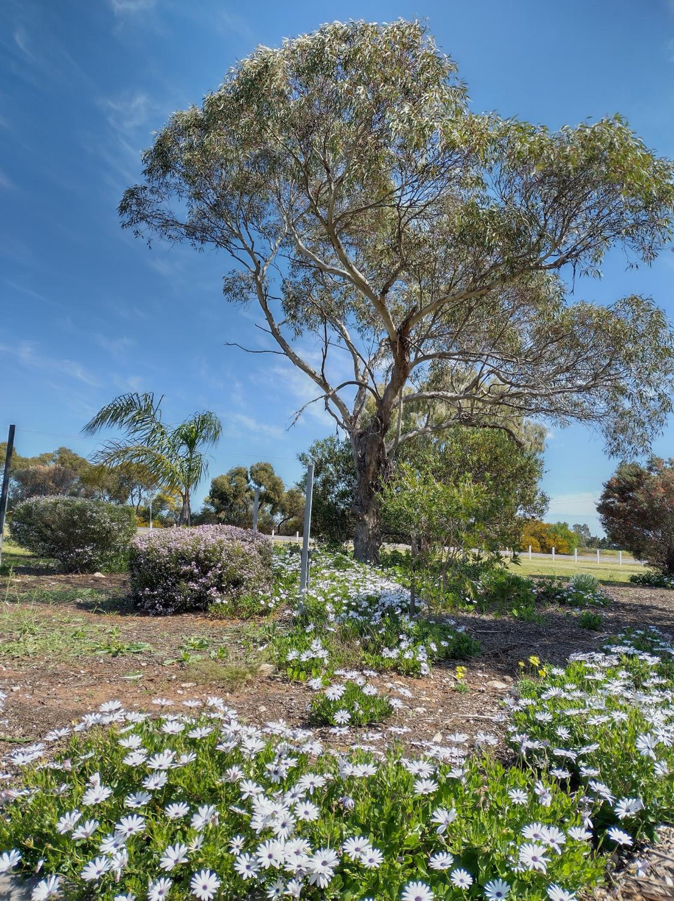 Murray Bridge Motor Inn