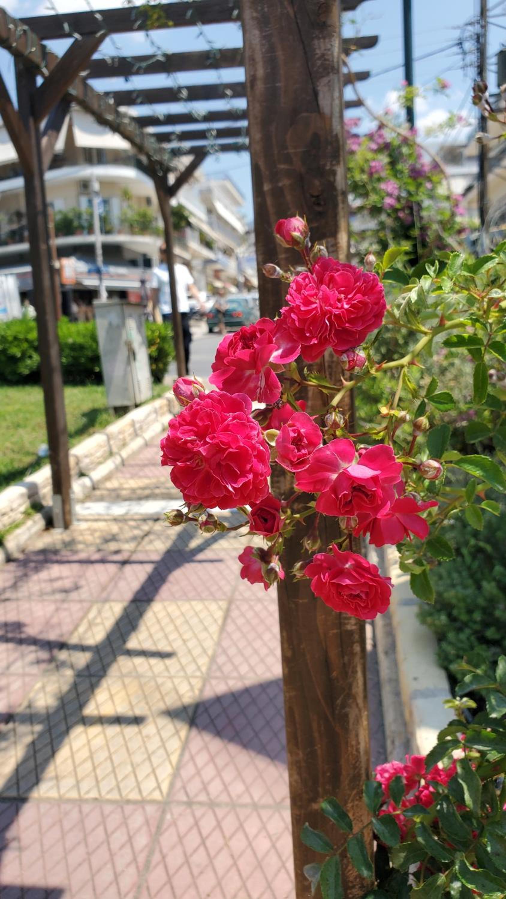 Summer Sunflower