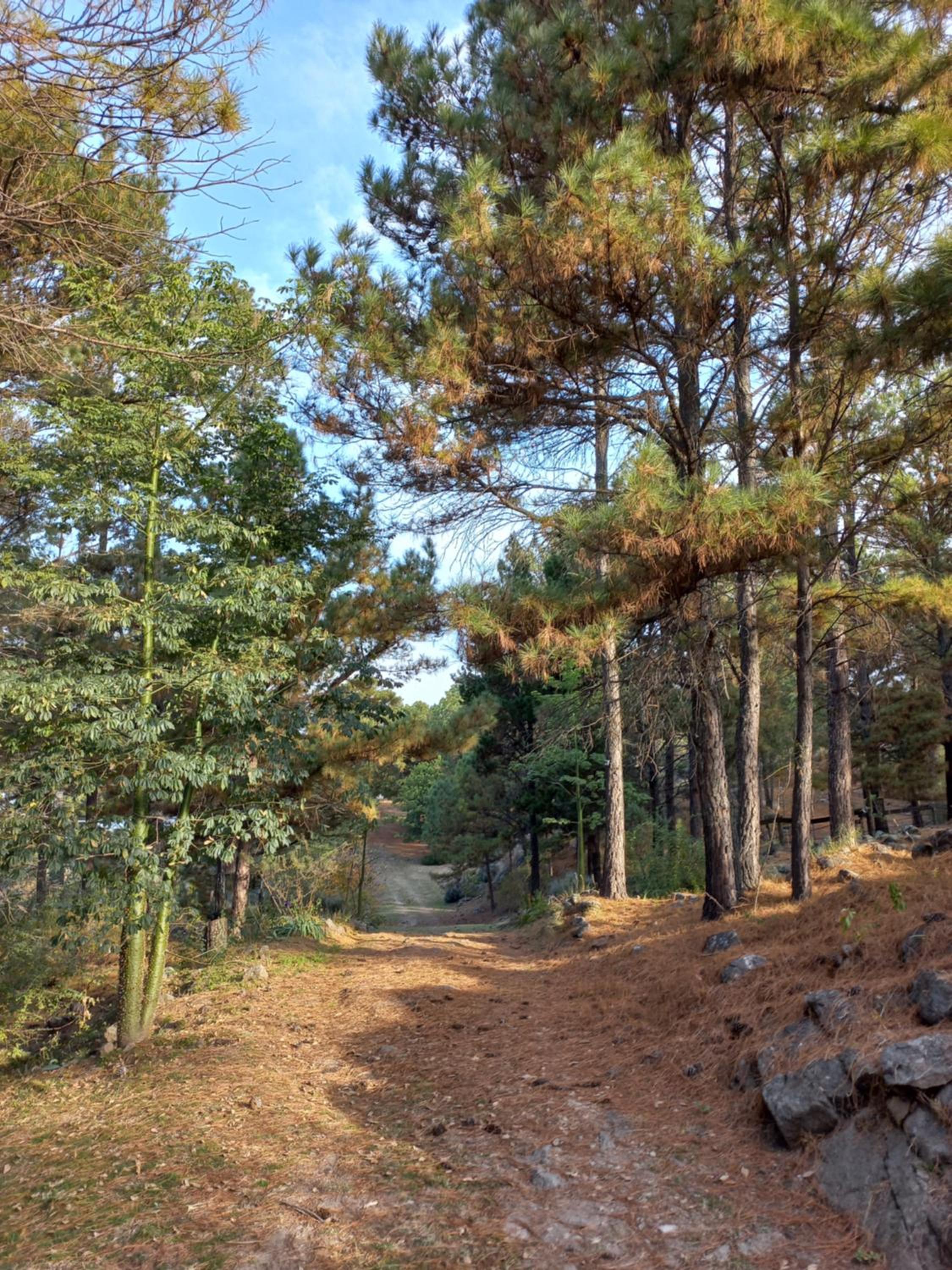 Árbol de Oro - Terrafirme