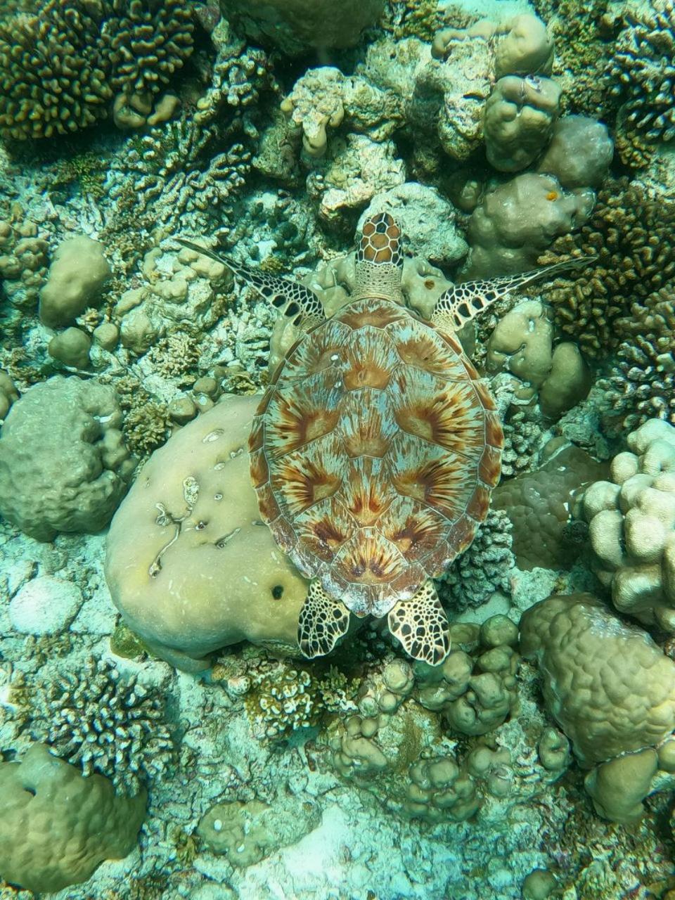 White Coral Rasdhoo
