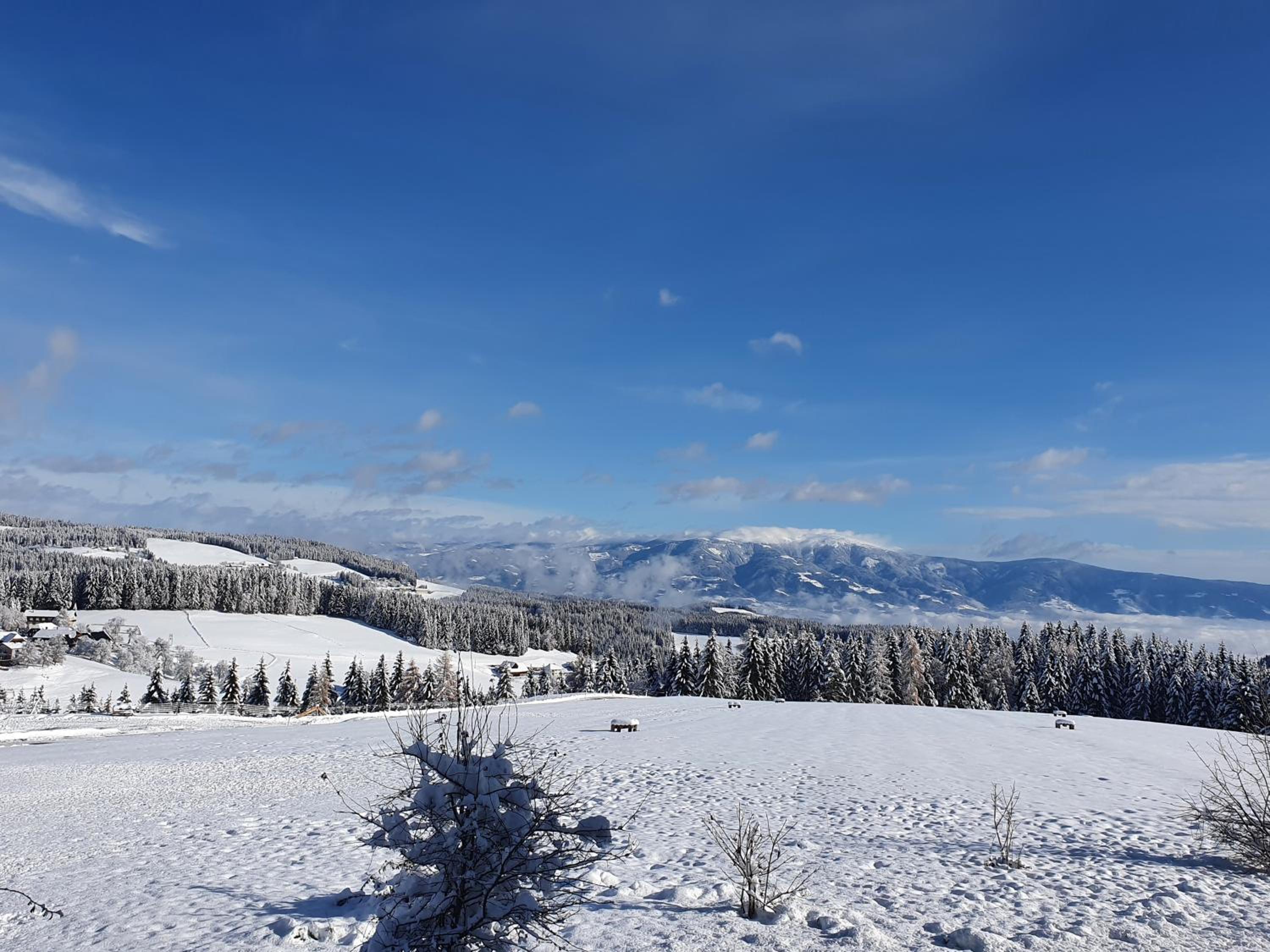 Urige Waldbienenhütte