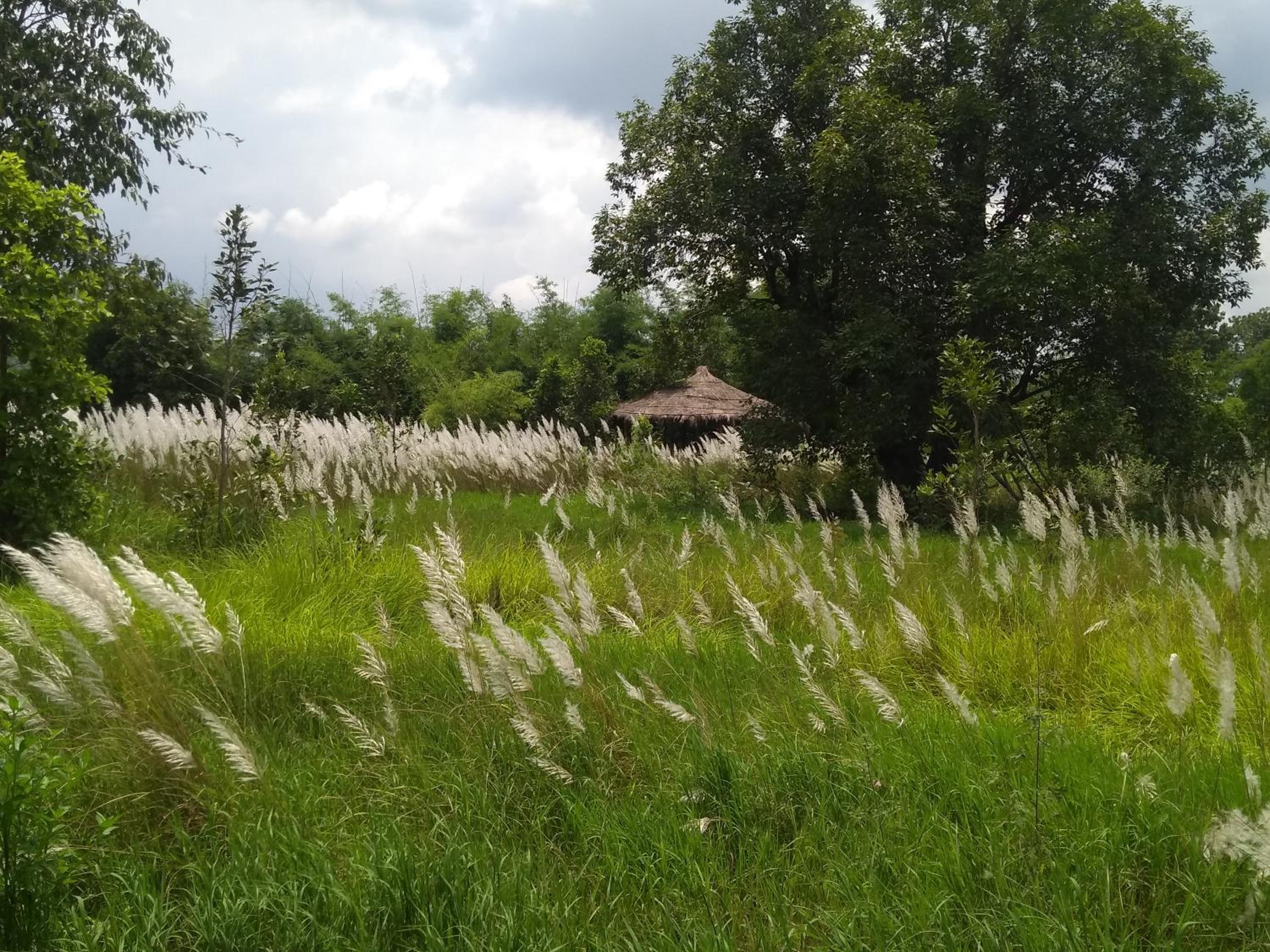 Bananchal farms