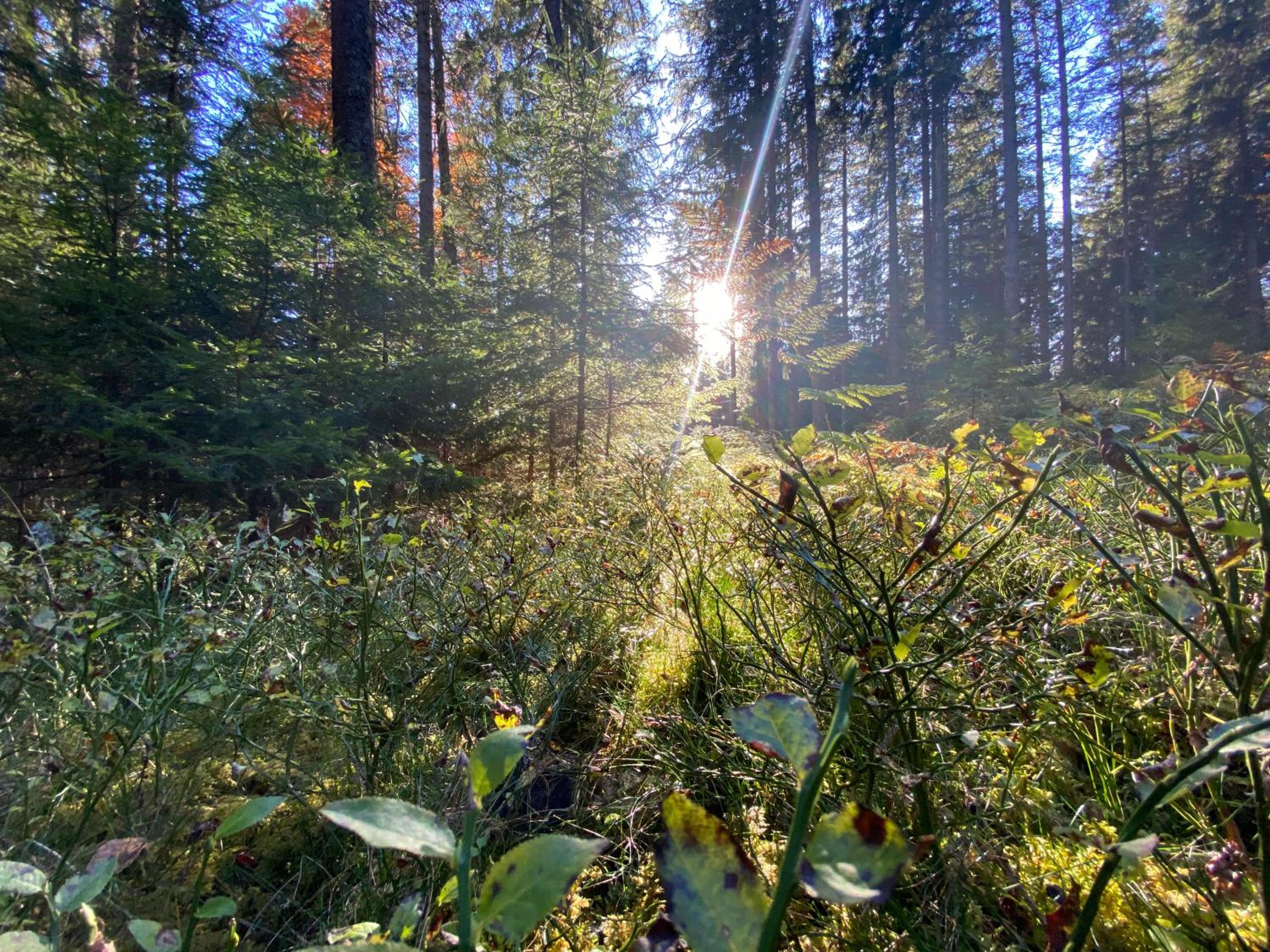 Ferienwohnung Waldblick