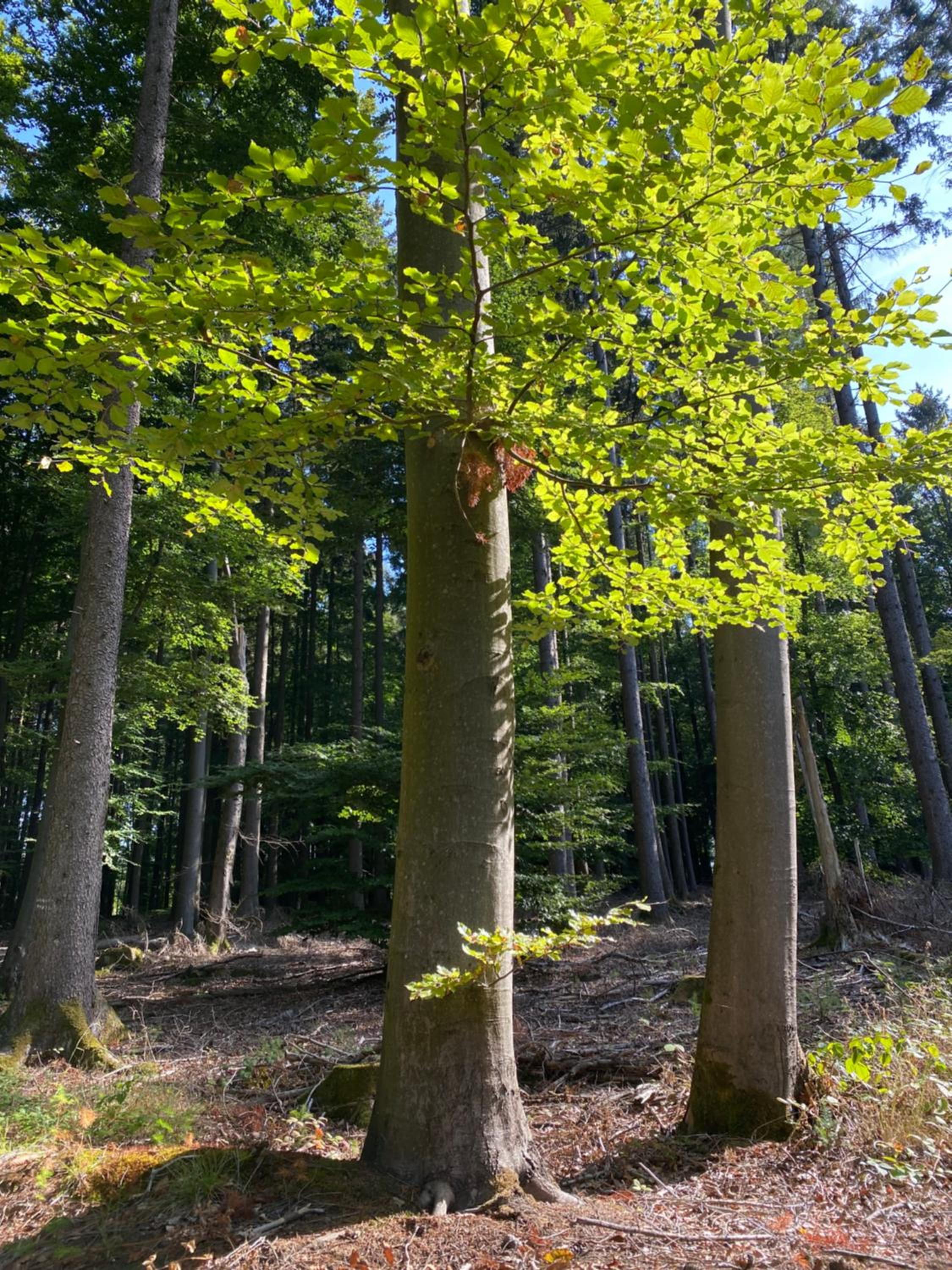 Ferienwohnung Waldblick