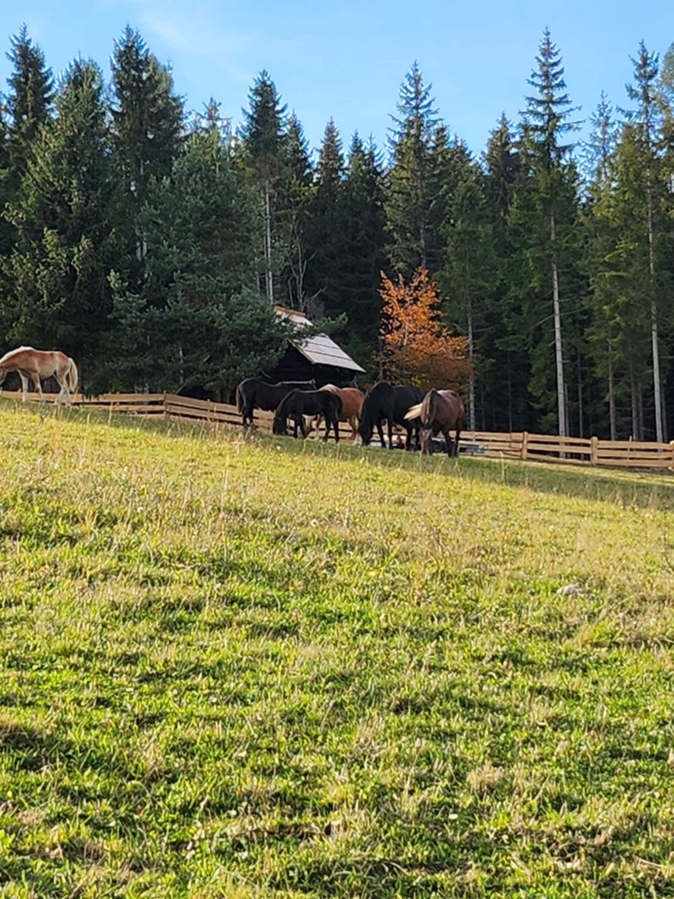 Urige Waldbienenhütte