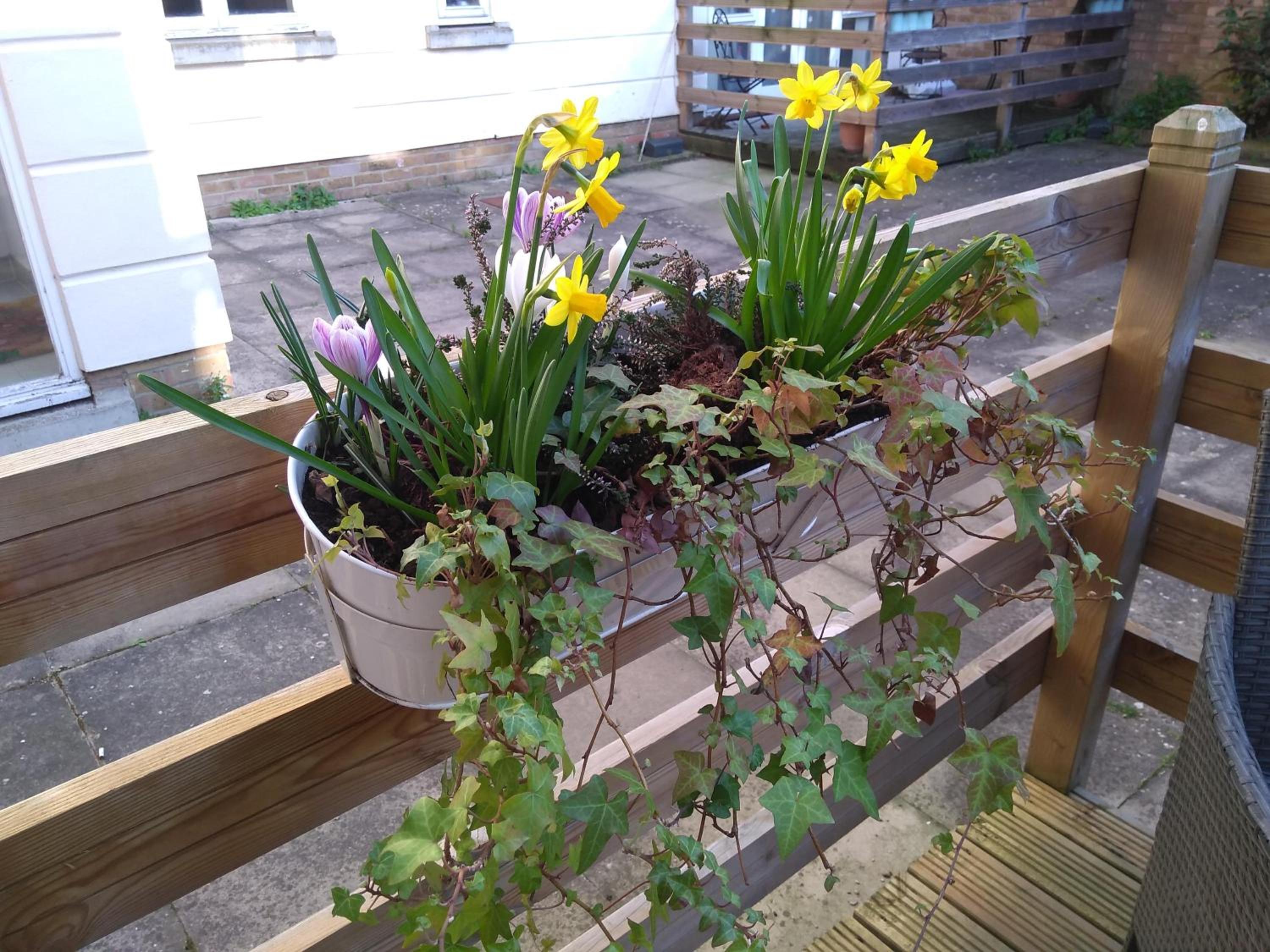 garden