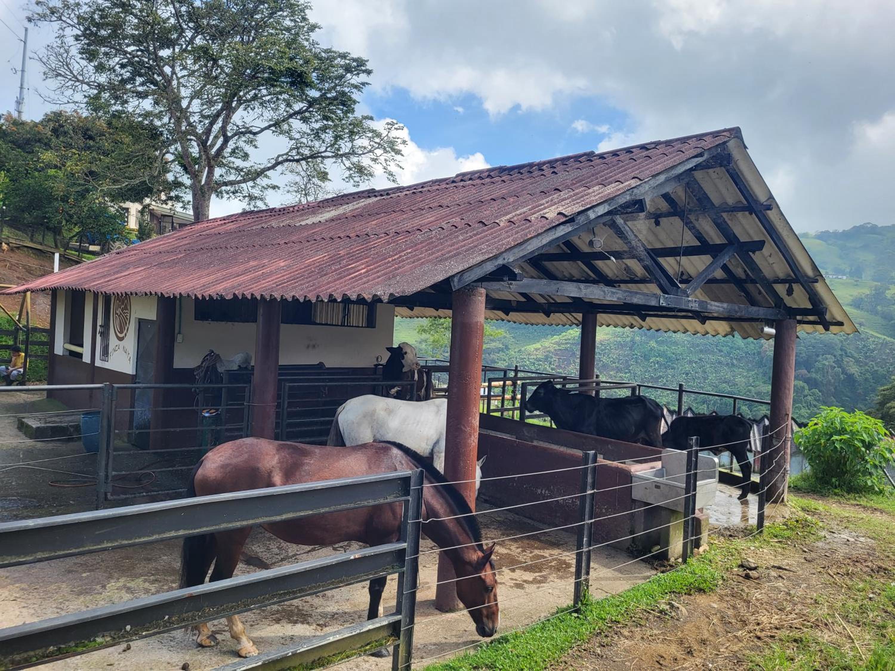 Finca Naya
