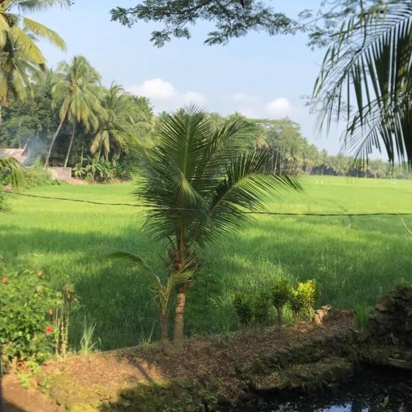 Rumah Saung Batukaras view 5