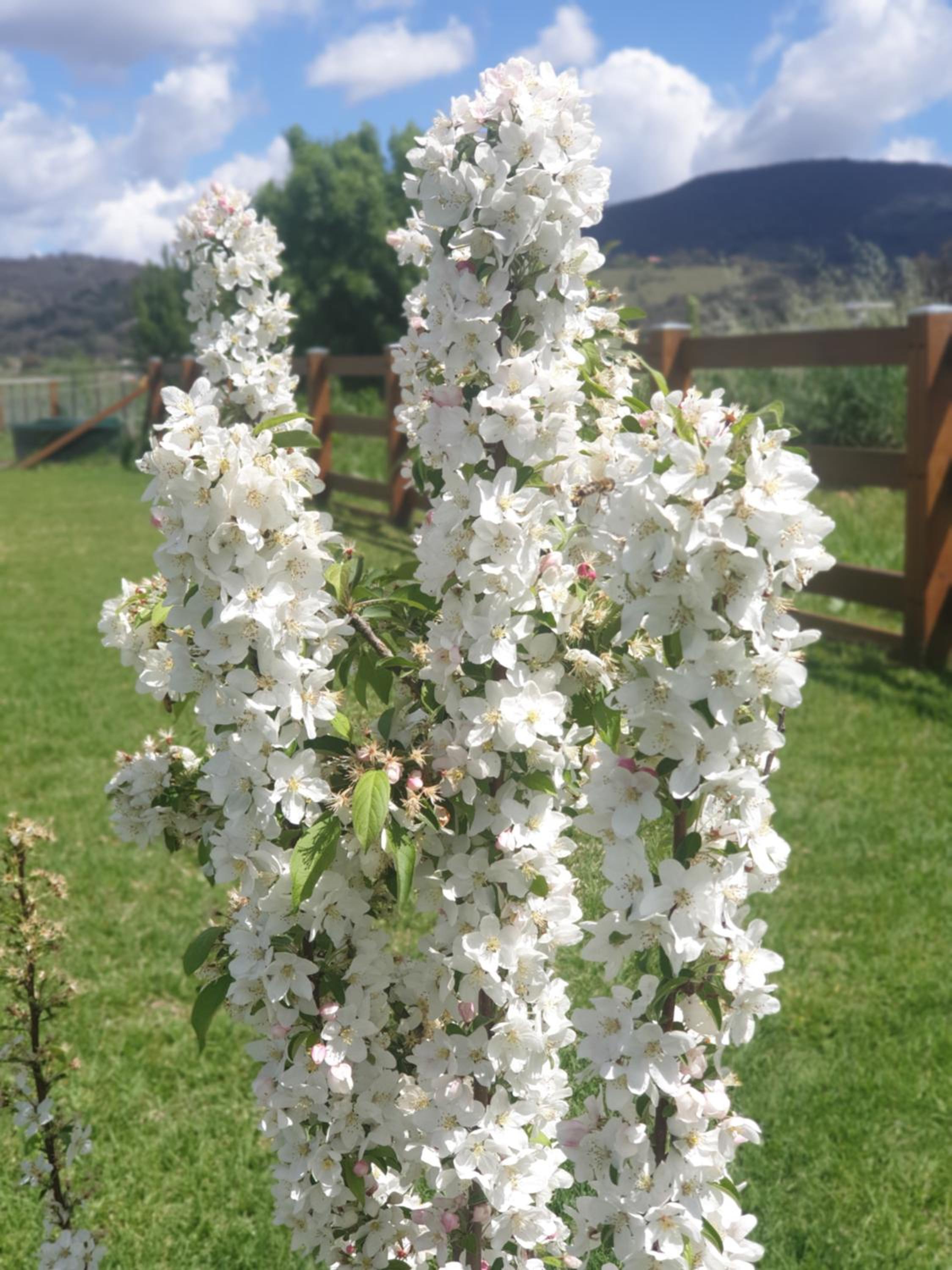 Dangerfield Oaks Boutique Cottage's