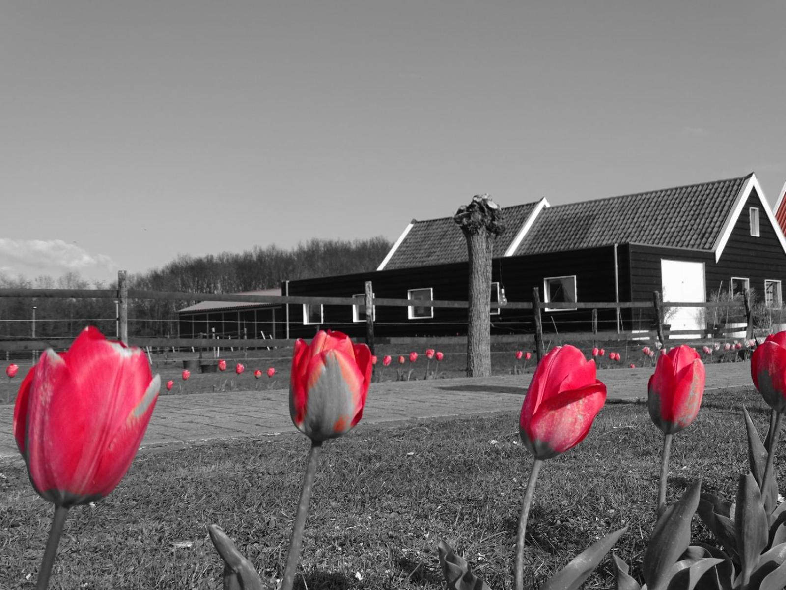 de Tulp view 3