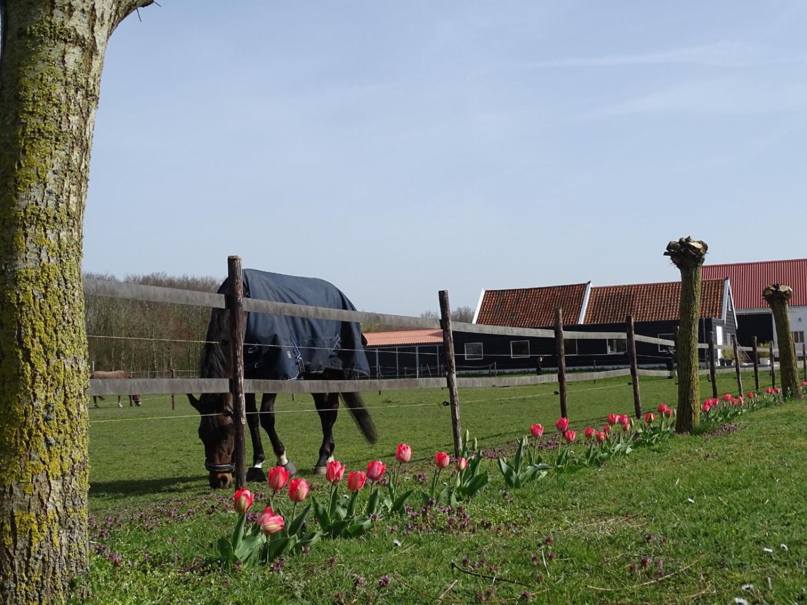 de Tulp view 2