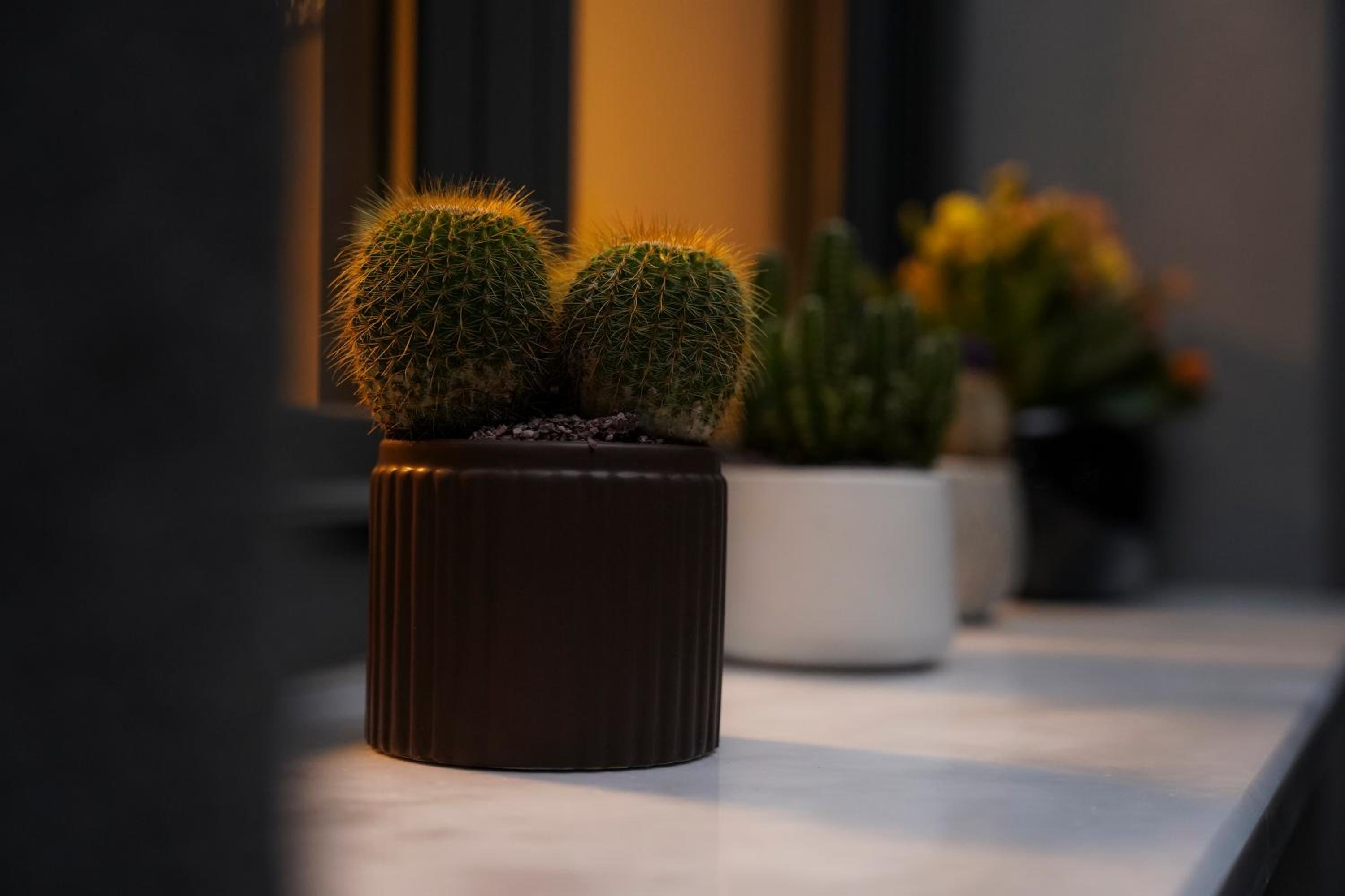 Quattro Luxury Apartments