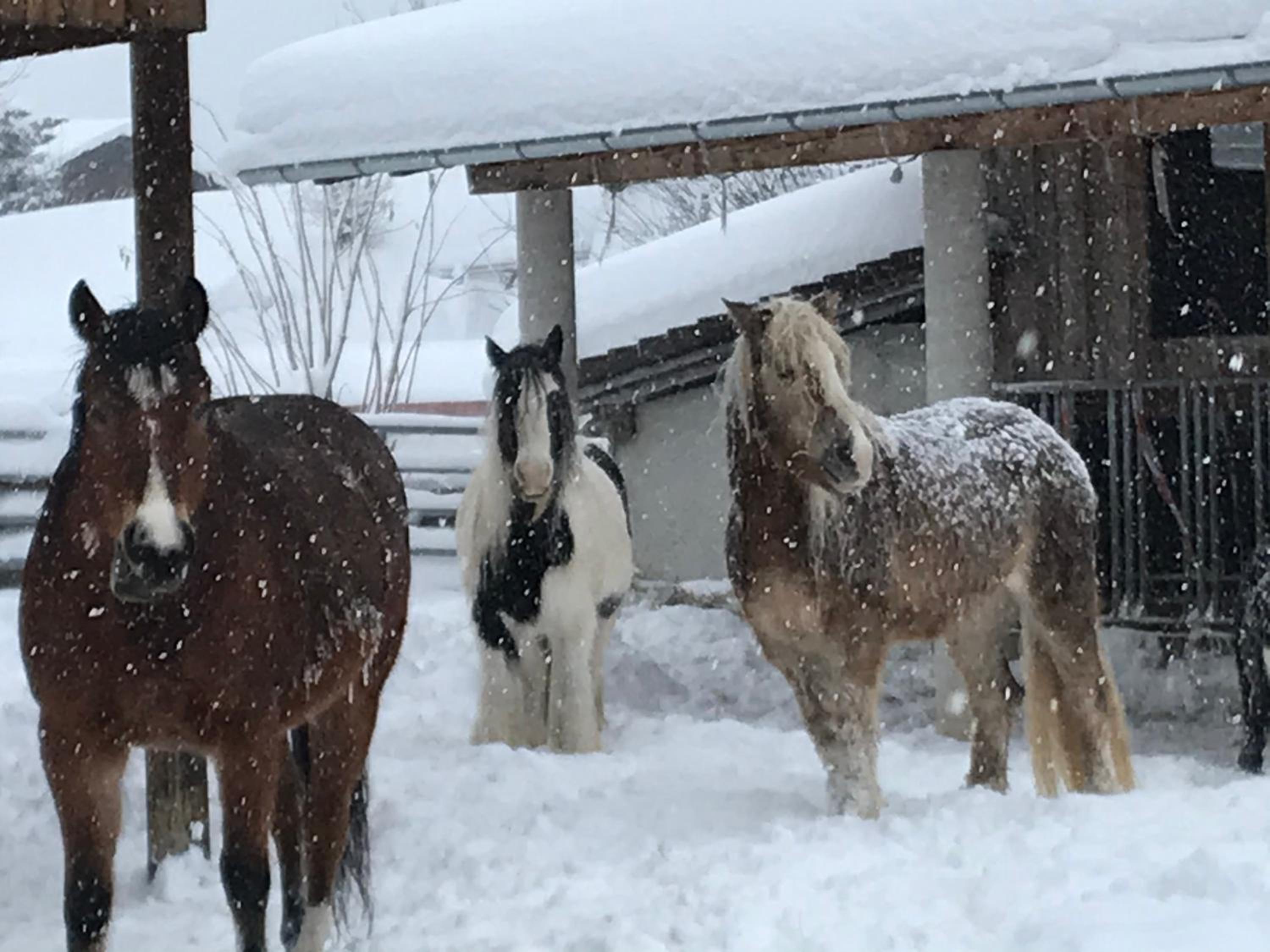 Pony-Ziegen-Hasen-Ranch Bichlbach