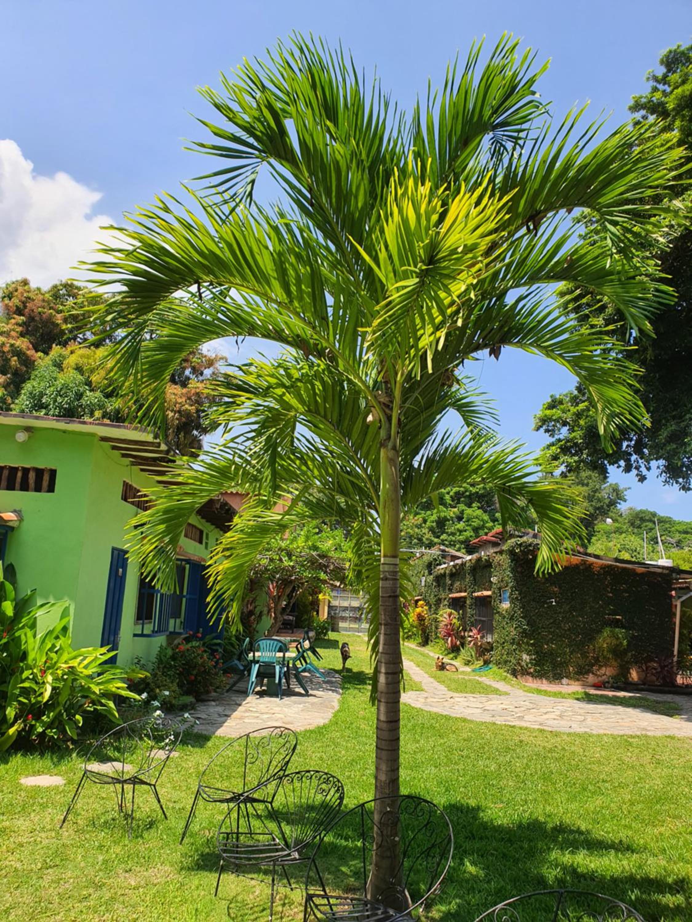 Hostal Nova Colonial