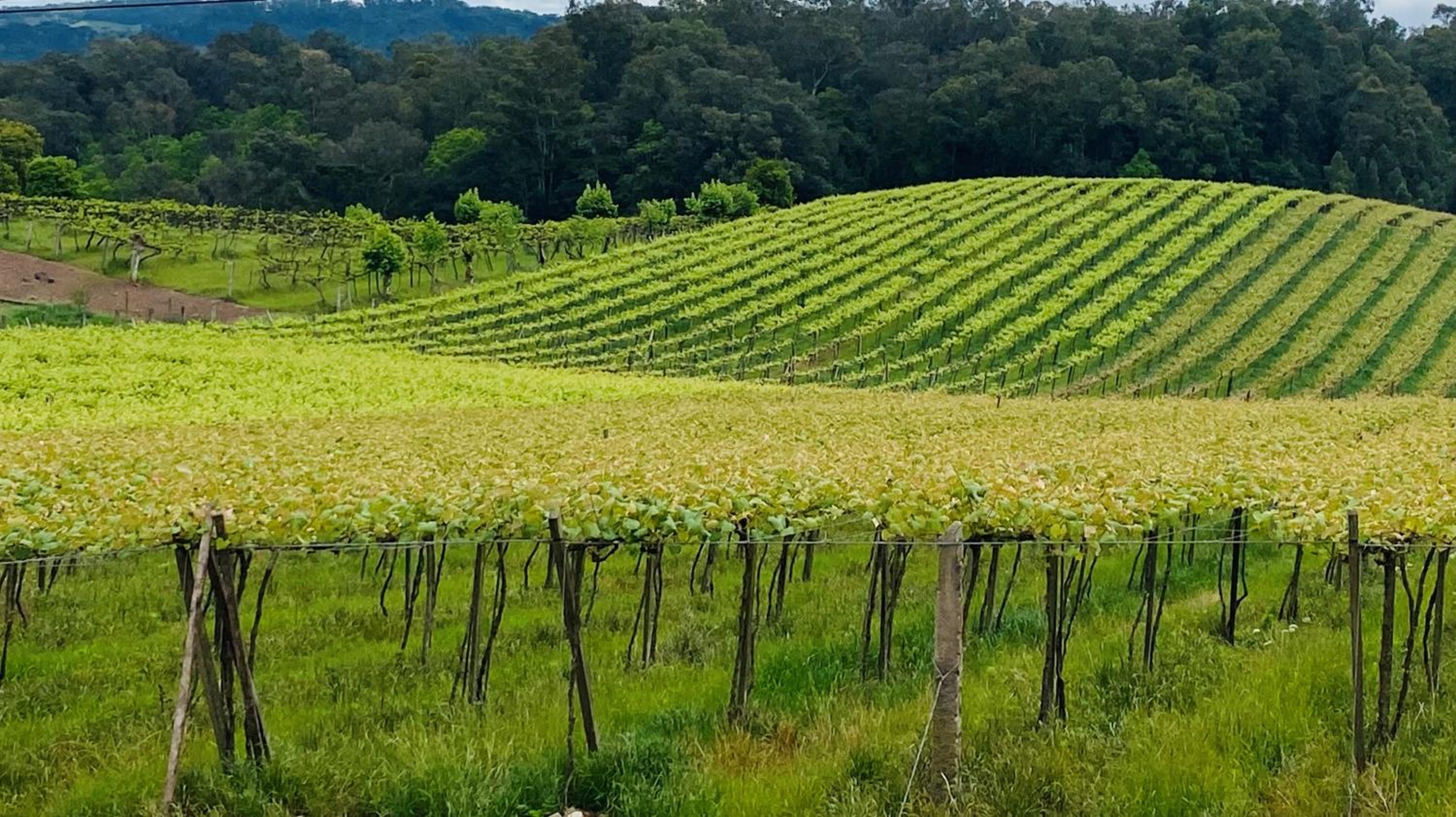 Vista Vigneti Albergo & Vino - Vale dos Vinhedos