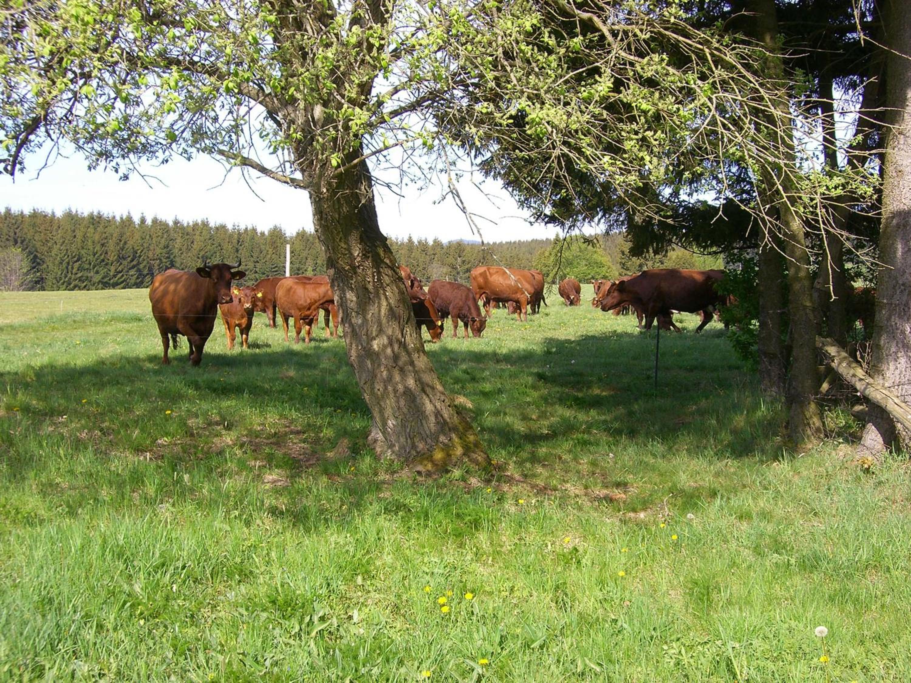 Ferienwohnungen Königshof