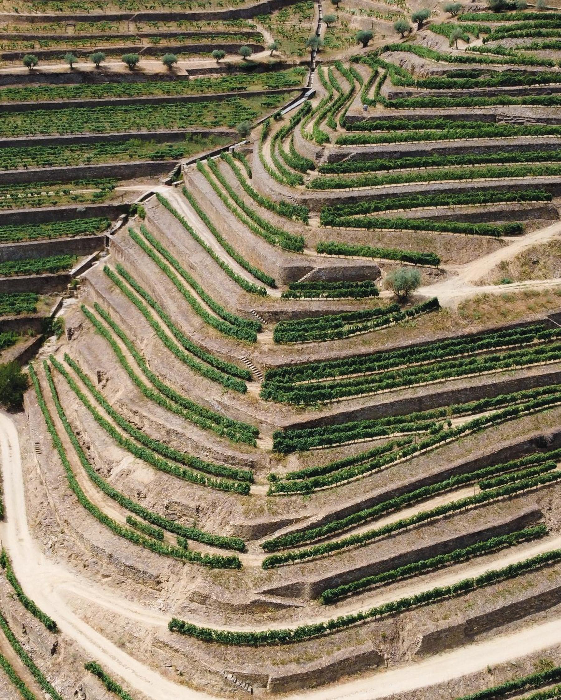 Dois Lagares House & Winery view 5