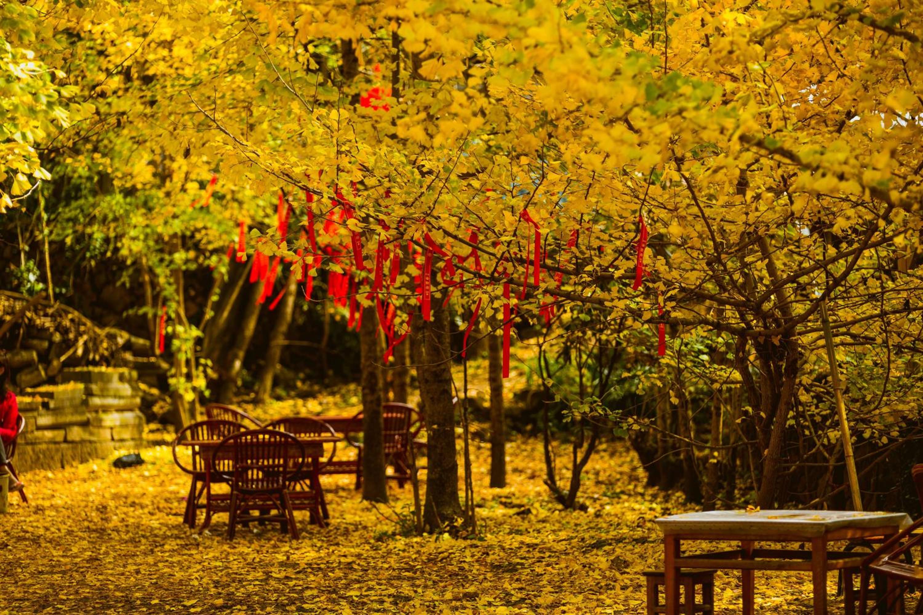 Banyan Tree Tengchong