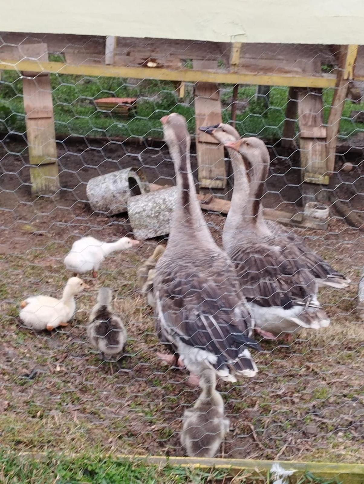 POUSADA PE NA TERRA EM GUARAREMA