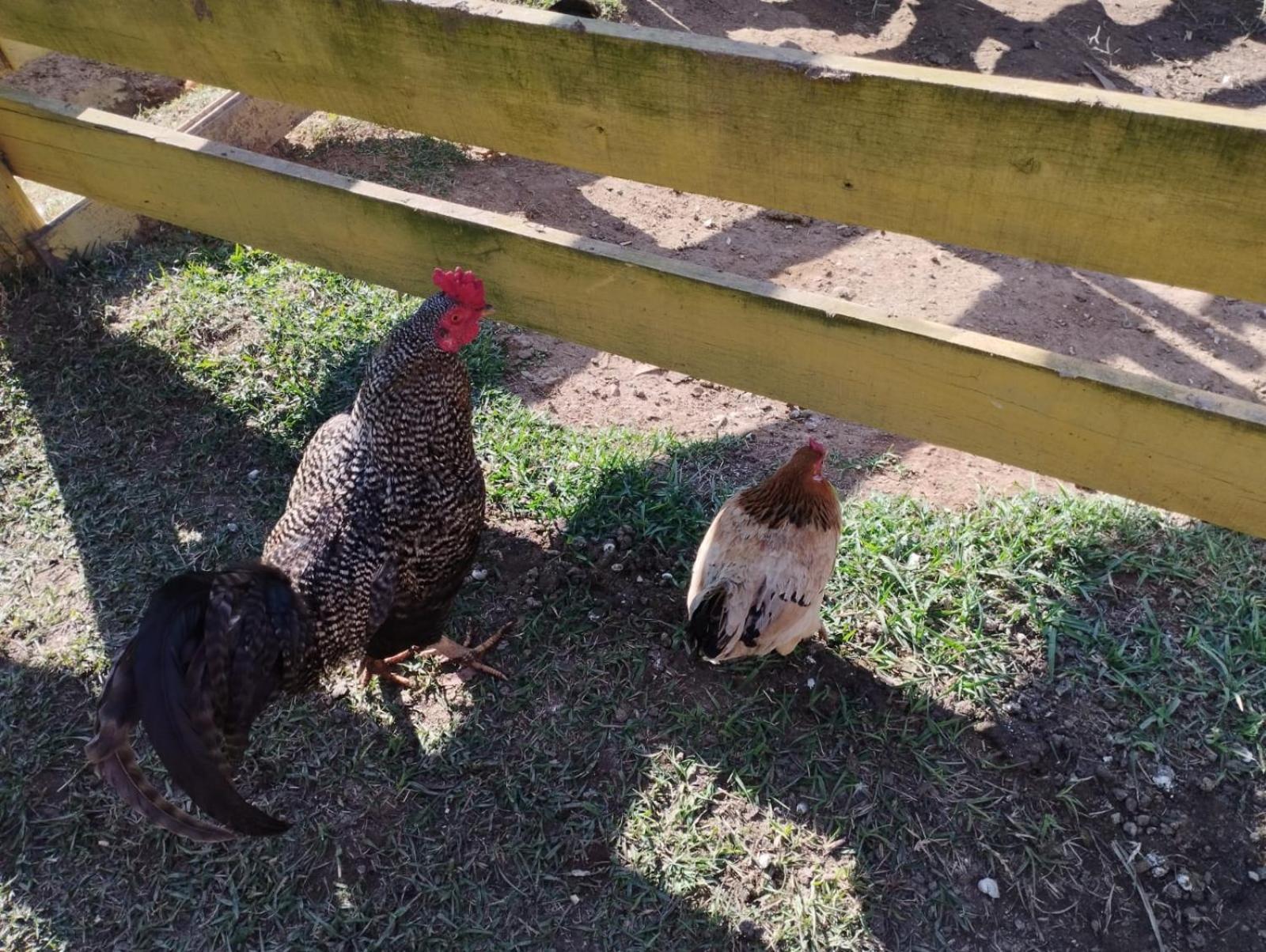 POUSADA PE NA TERRA EM GUARAREMA