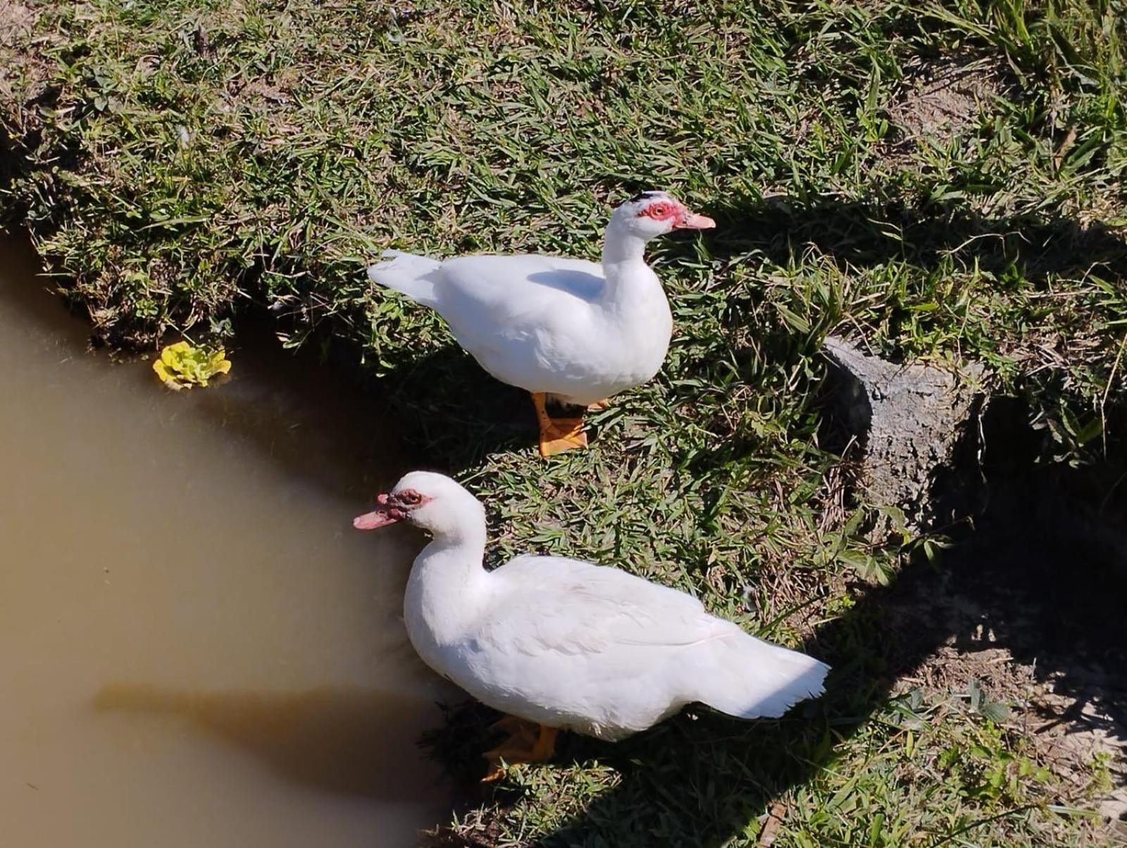 POUSADA PE NA TERRA EM GUARAREMA