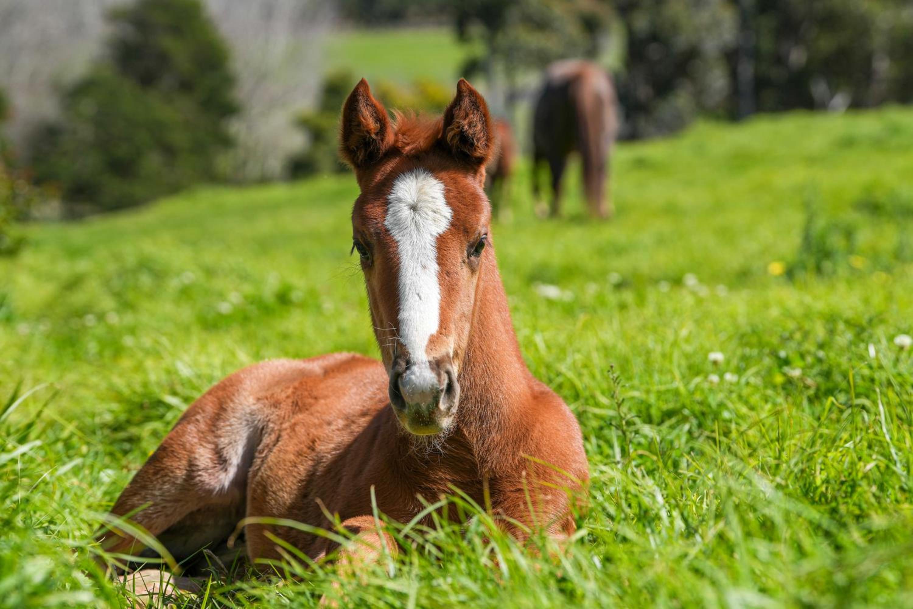 Hemel 'N Aarde Stud view 3