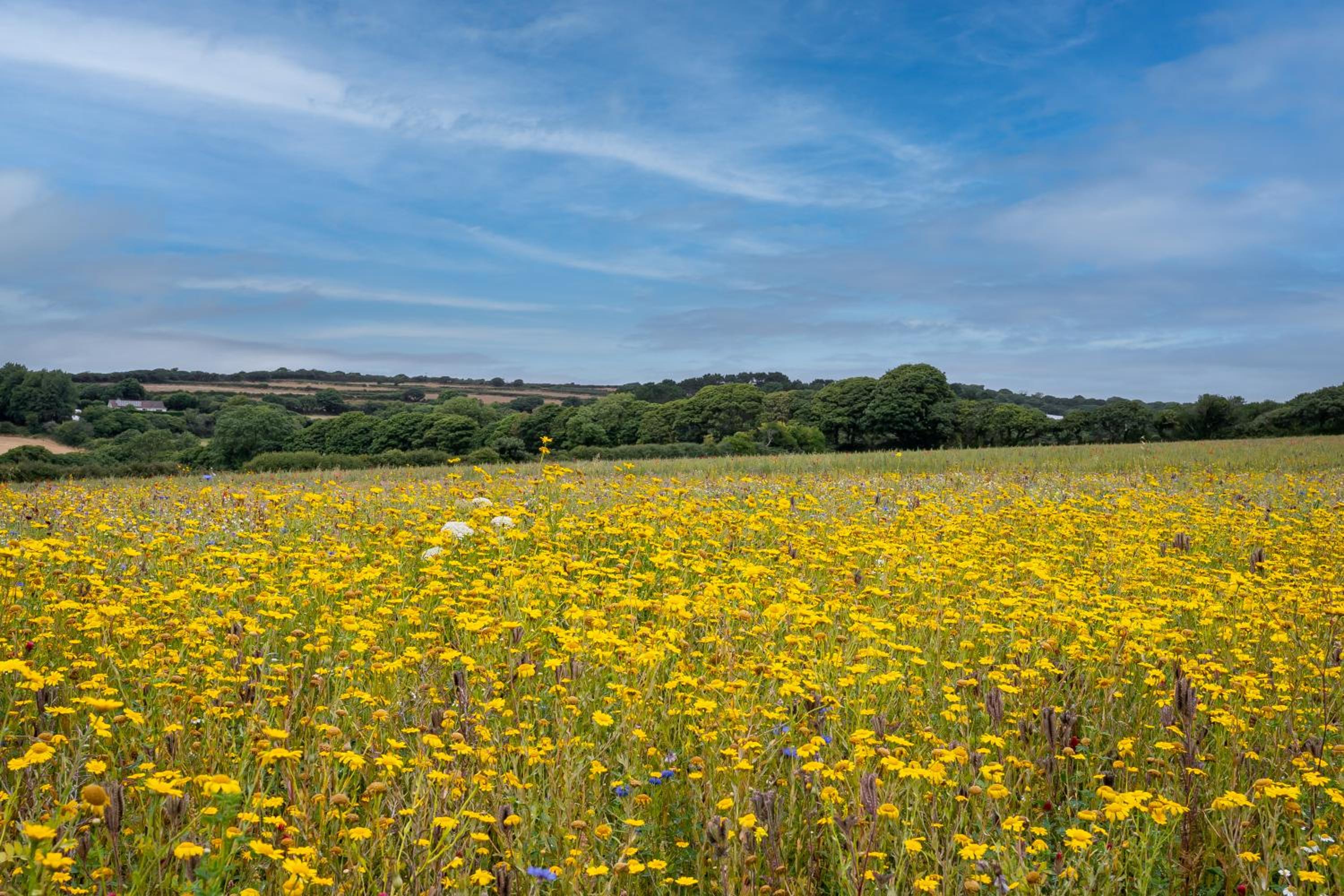 The Woodland Collection, 10 mins from beaches view 4