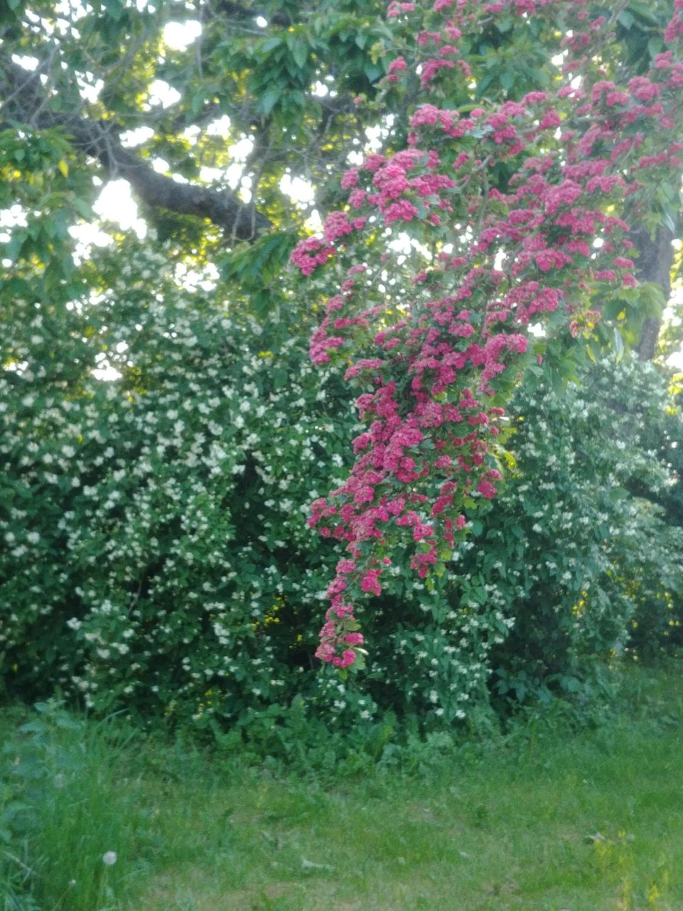 Photo 60