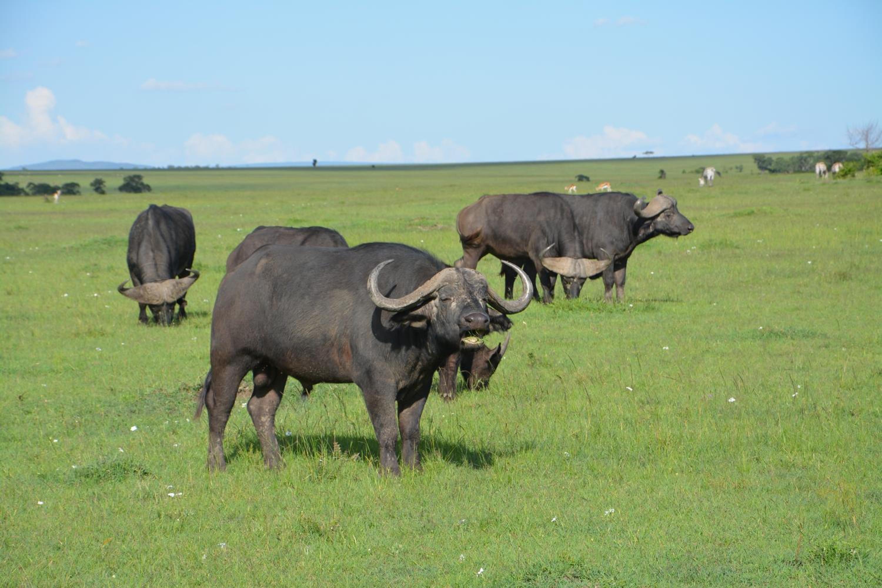 Masai Mara Vacations - Neptune Mara Rianta Luxury Camp - All Inclusive. - Property Image 9