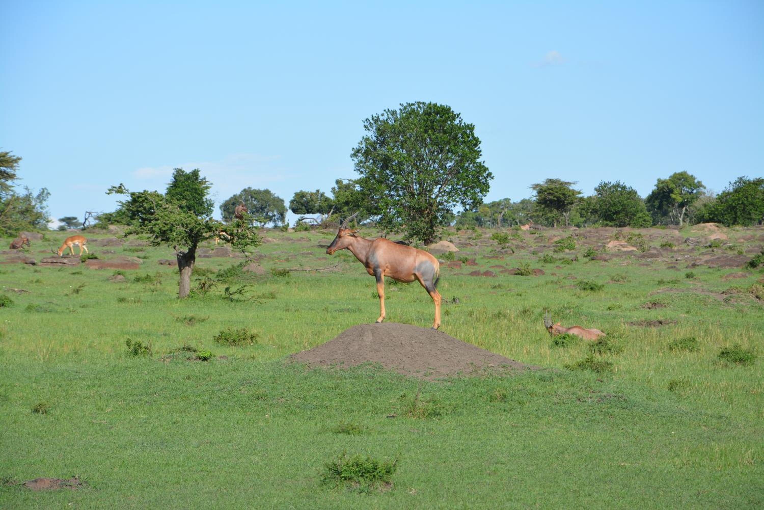 Masai Mara Vacations - Neptune Mara Rianta Luxury Camp - All Inclusive. - Property Image 62