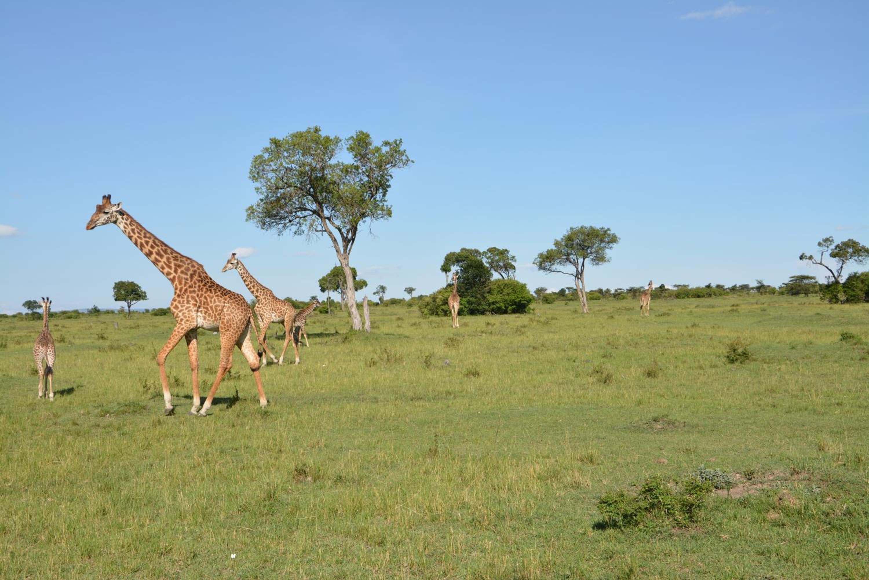 Masai Mara Vacations - Neptune Mara Rianta Luxury Camp - All Inclusive. - Property Image 21