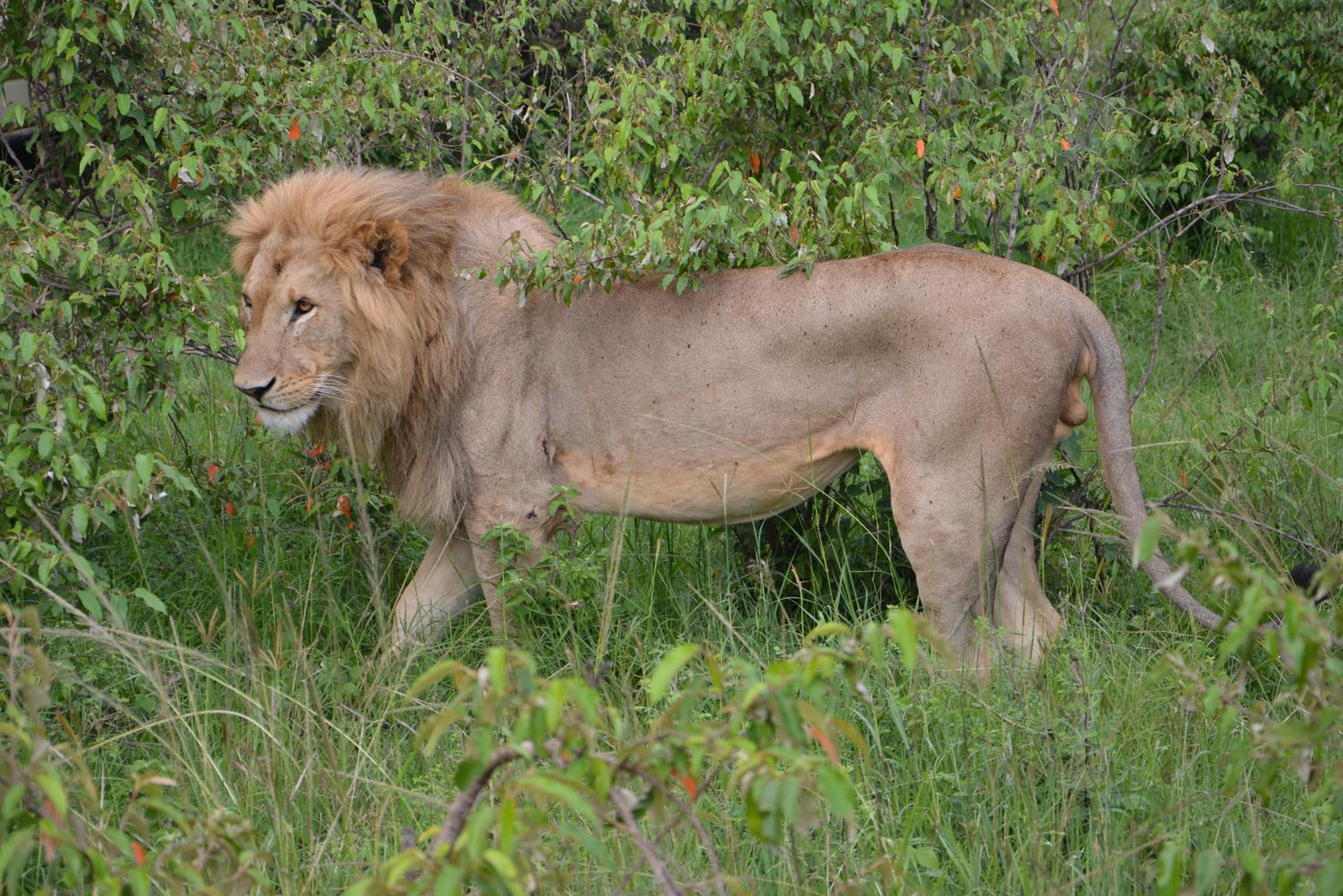 Masai Mara Vacations - Neptune Mara Rianta Luxury Camp - All Inclusive. - Property Image 39