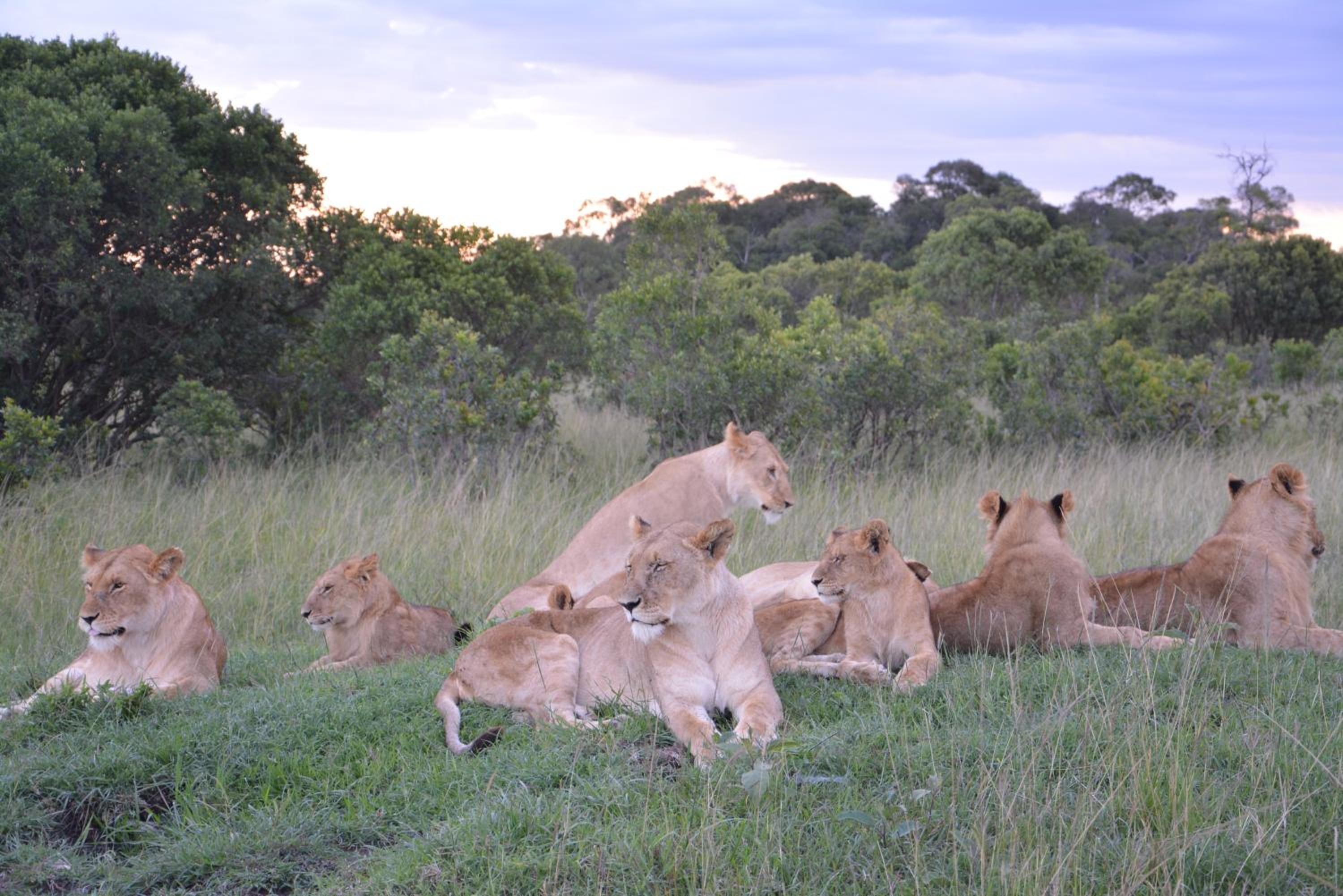 Masai Mara Vacations - Neptune Mara Rianta Luxury Camp - All Inclusive. - Property Image 57