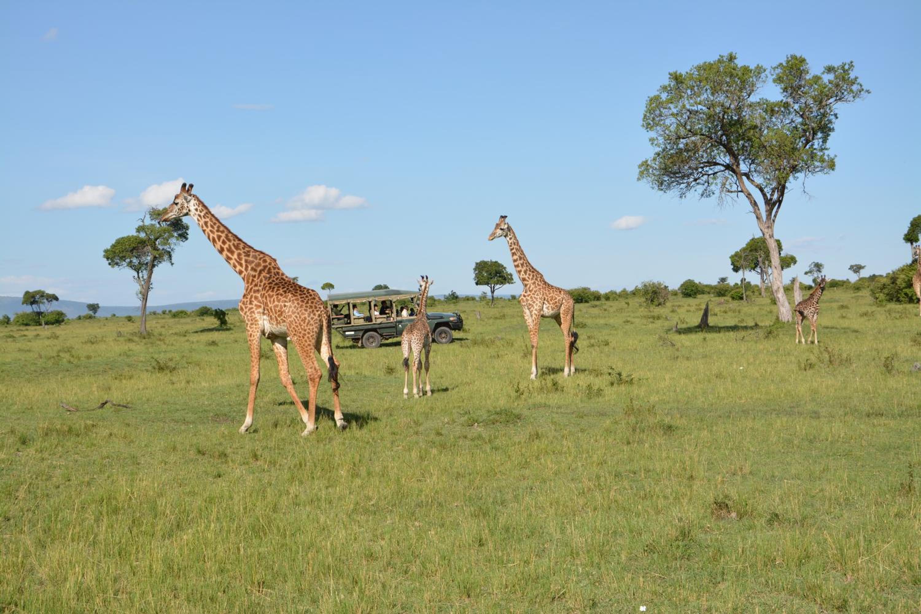 Masai Mara Vacations - Neptune Mara Rianta Luxury Camp - All Inclusive. - Property Image 29