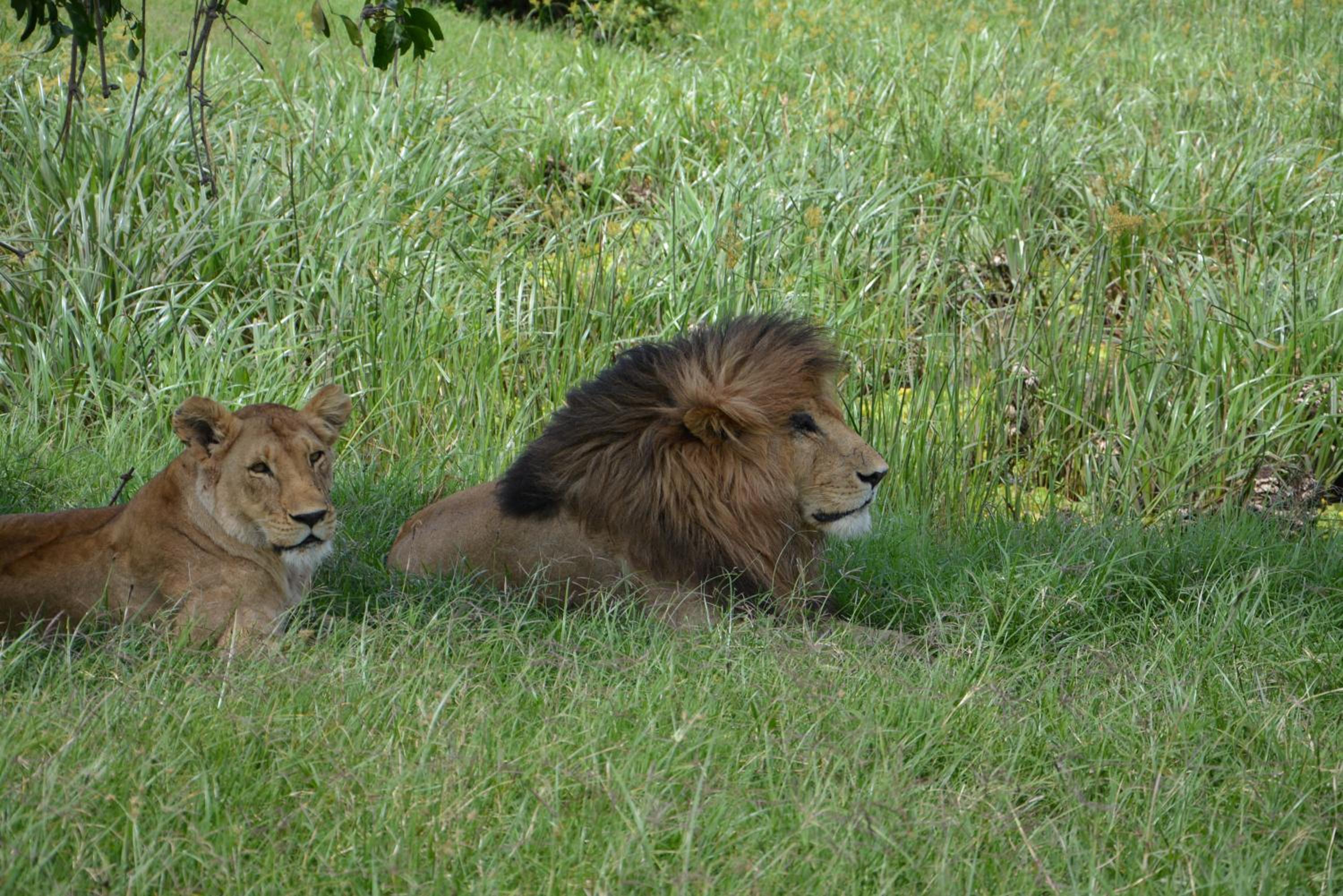 Masai Mara Vacations - Neptune Mara Rianta Luxury Camp - All Inclusive. - Property Image 28