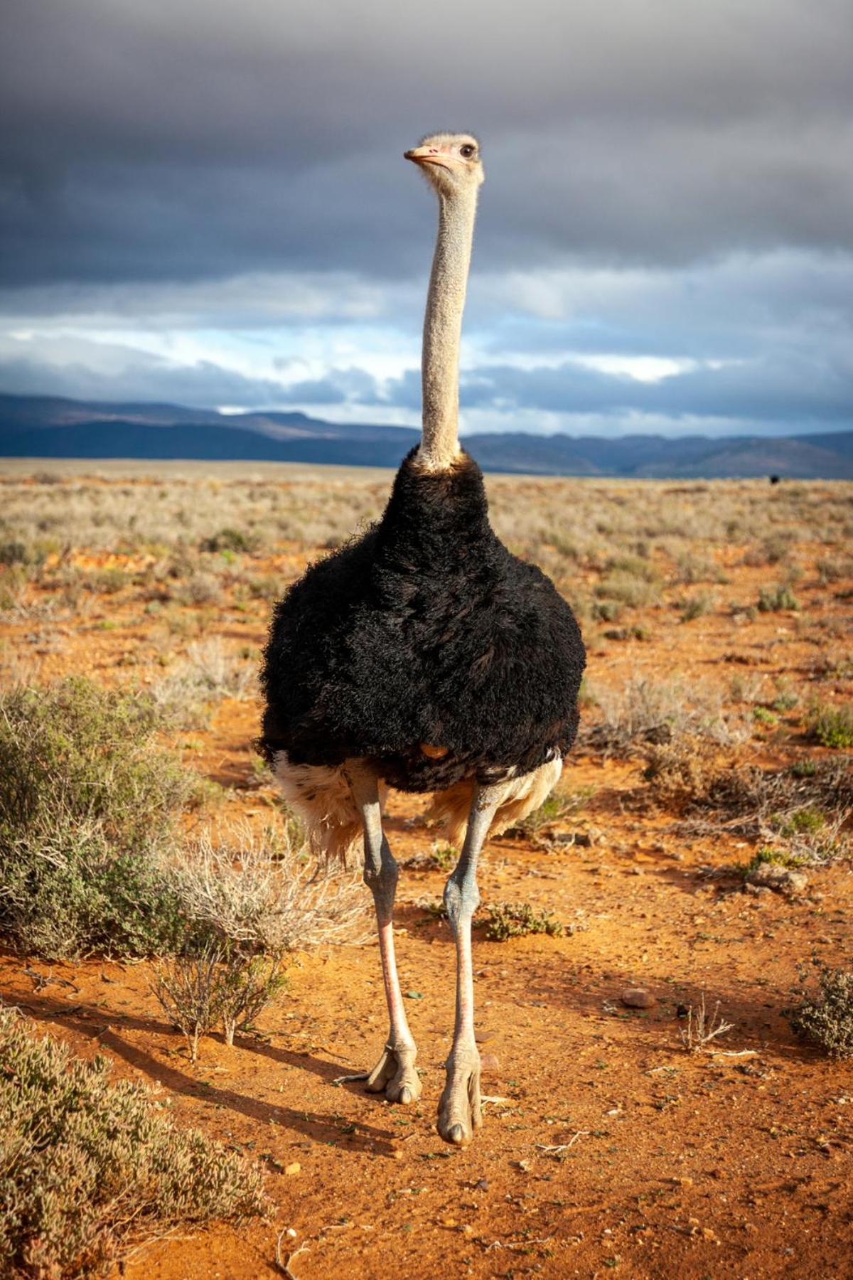 Inverdoorn Game Reserve Lodge view 5