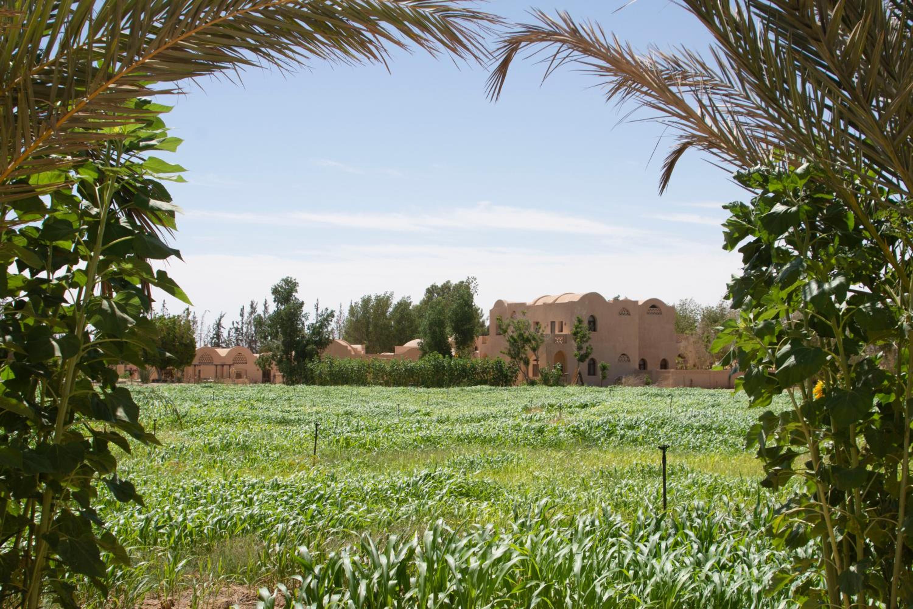 Tzila Bahariya