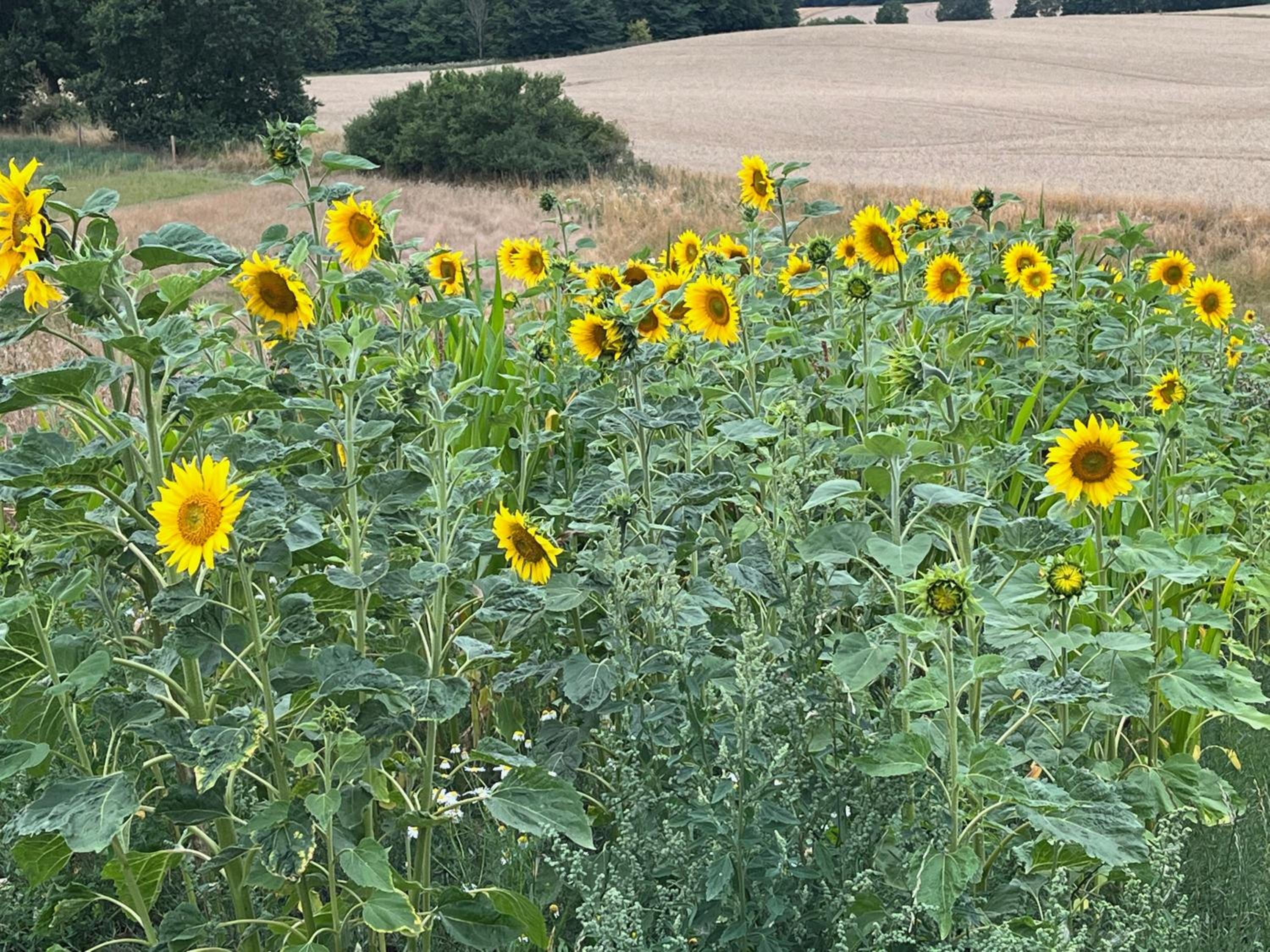 Farmens Gæstehus