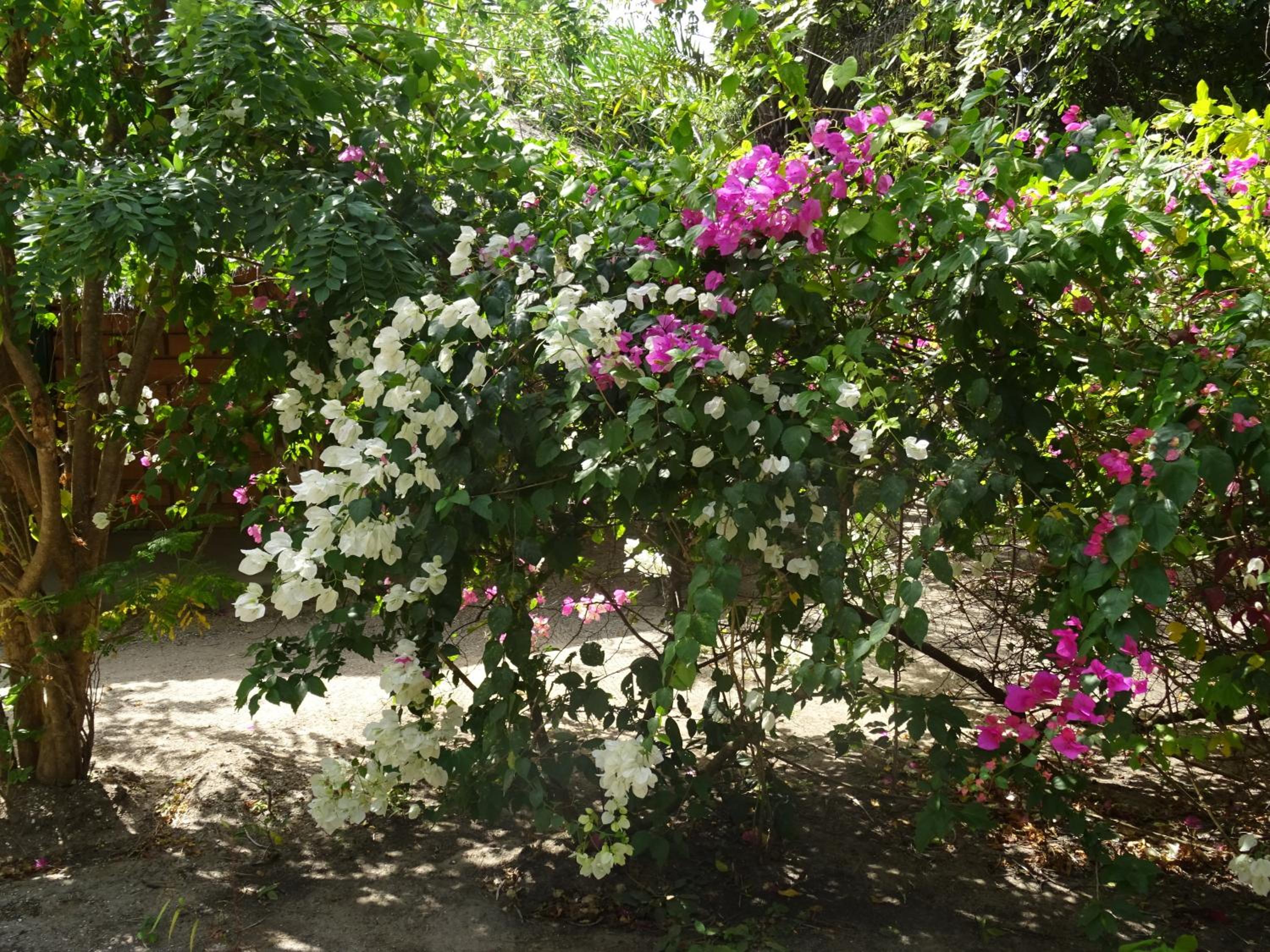 Photo 41