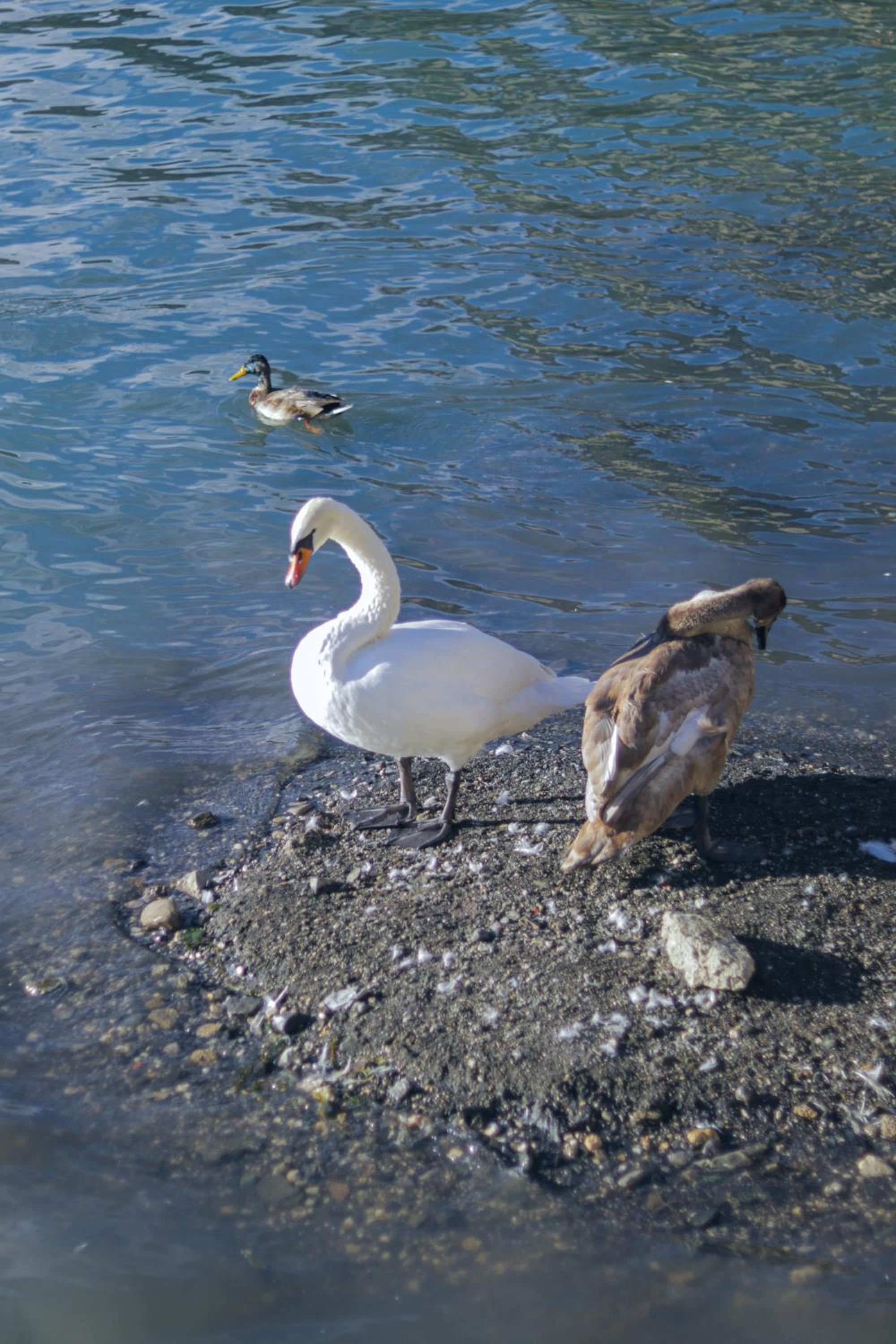 Photo 49