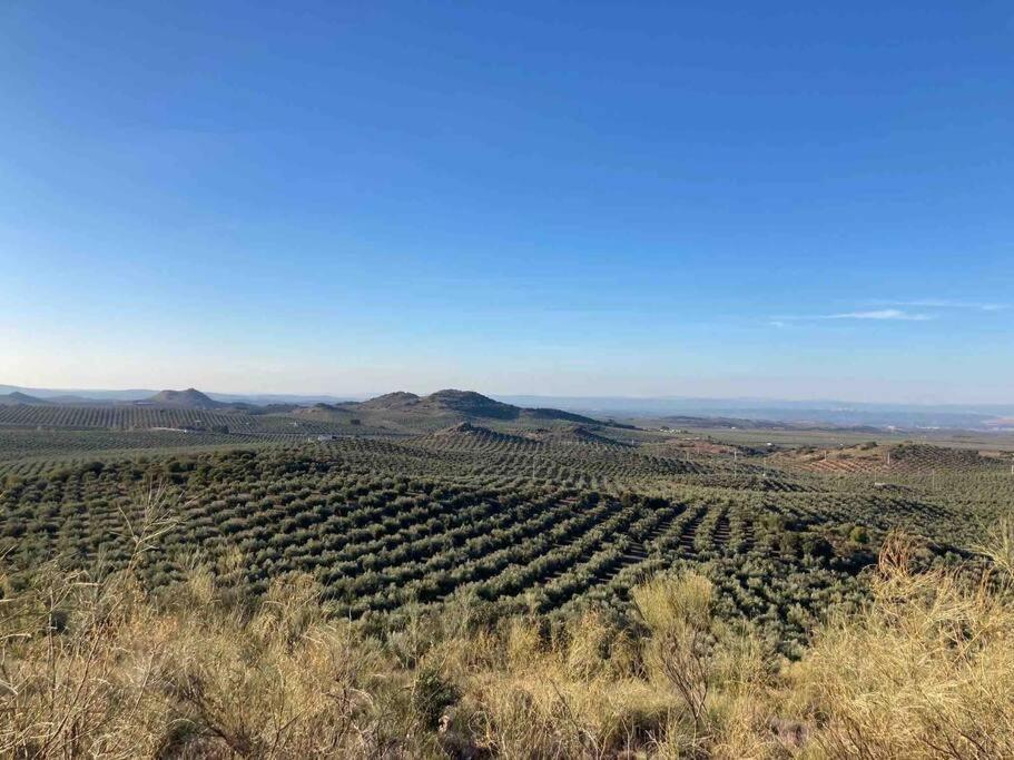 Casa Picual, Mancha Real, Jaén view 5