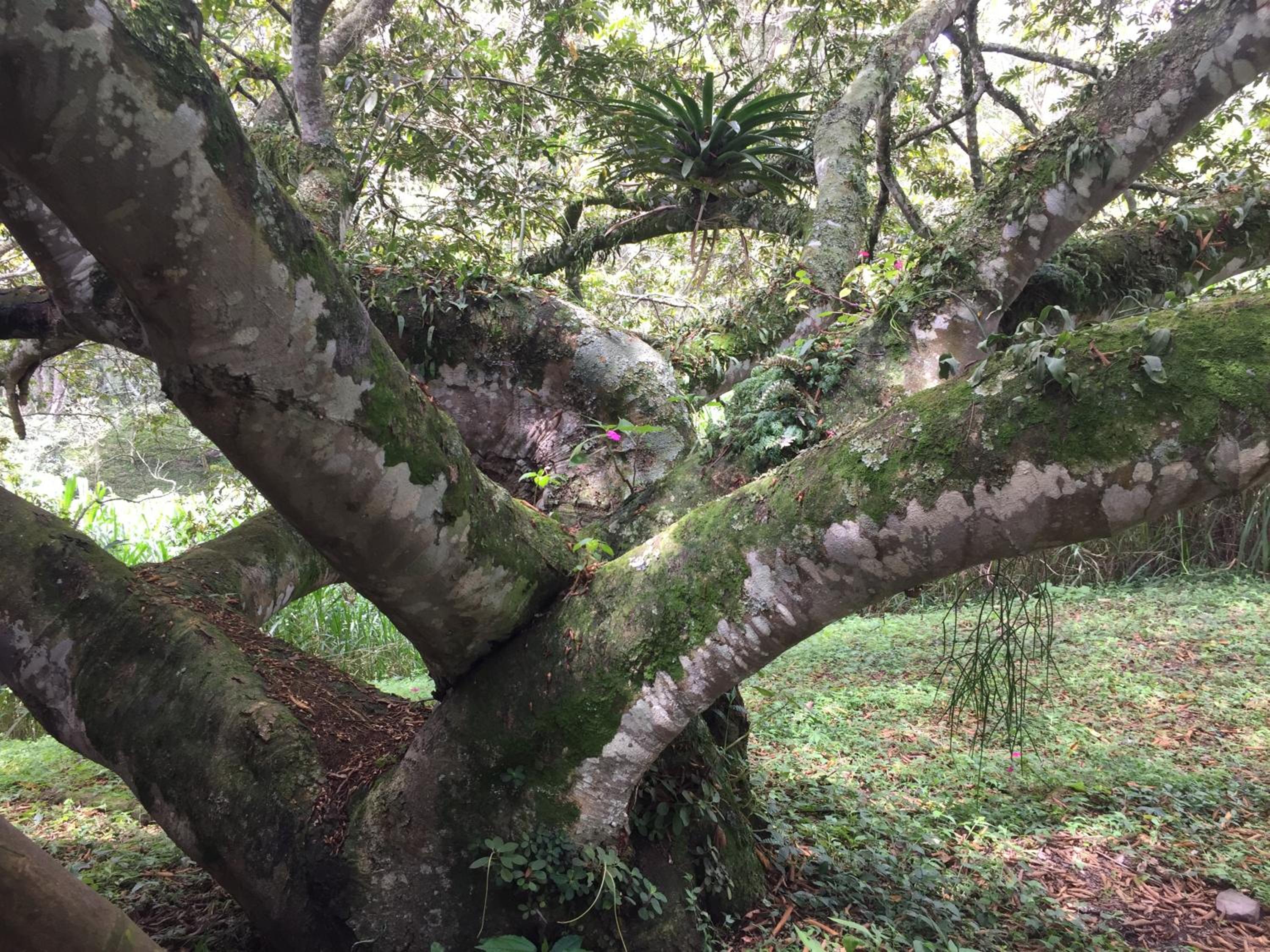 Glamping El Árbol en la Casa