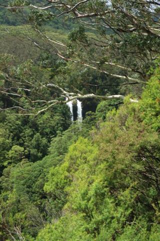 Rosella's On Springbrook