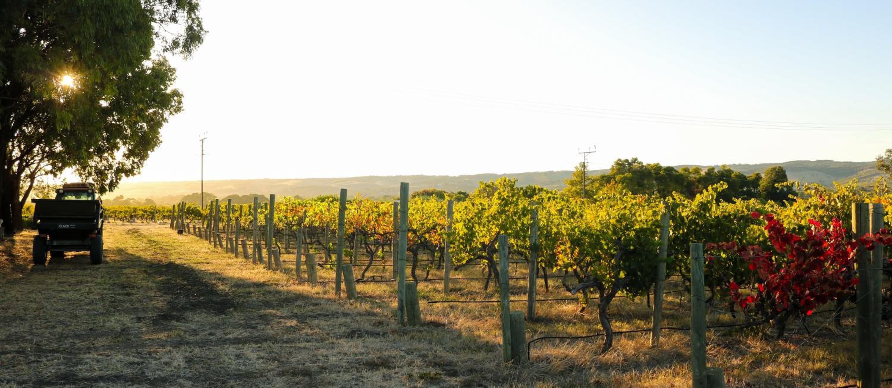 Linger Longer Vineyard