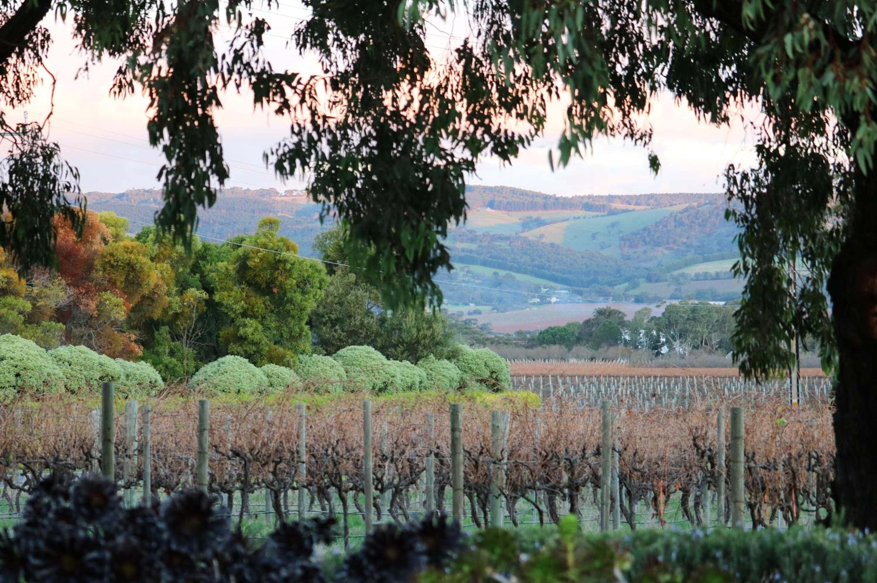 Linger Longer Vineyard