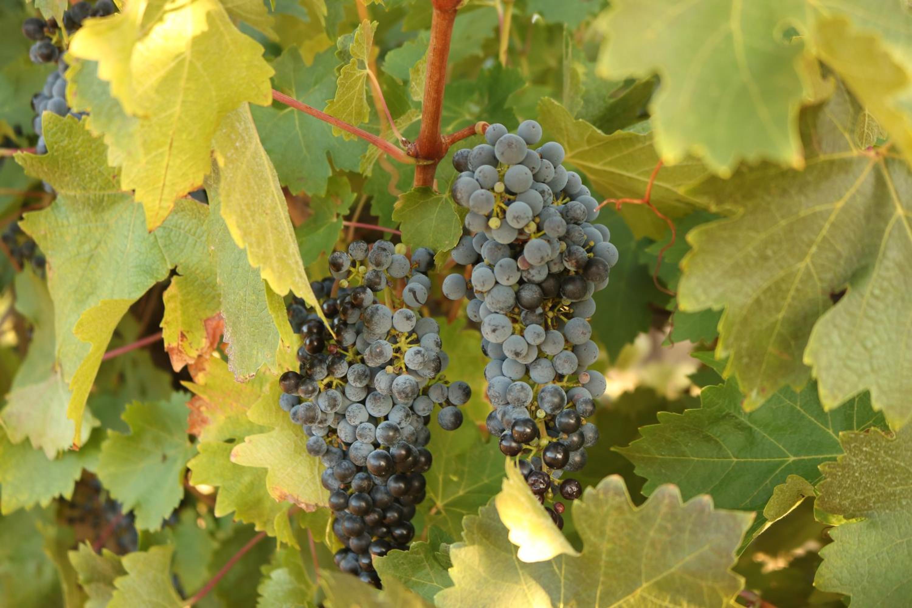 Linger Longer Vineyard