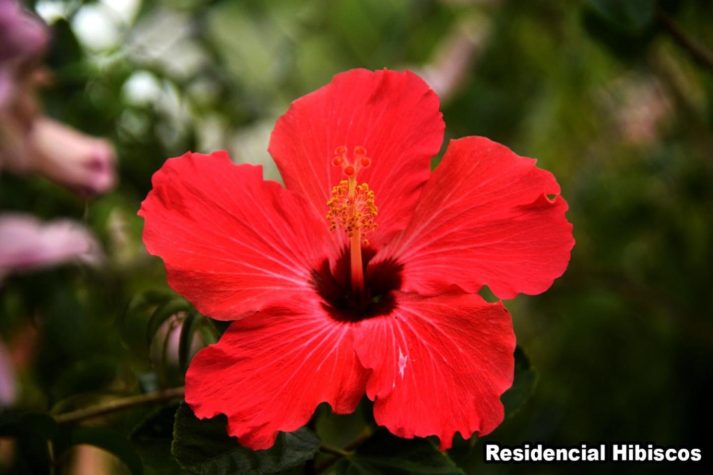Residencial Hibiscos - Vista Mar